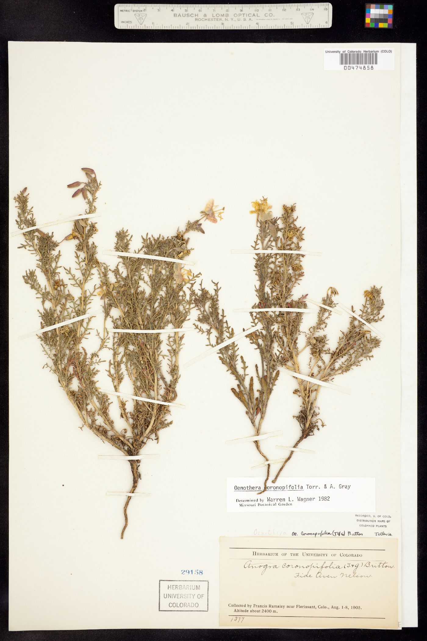 Oenothera coronopifolia image