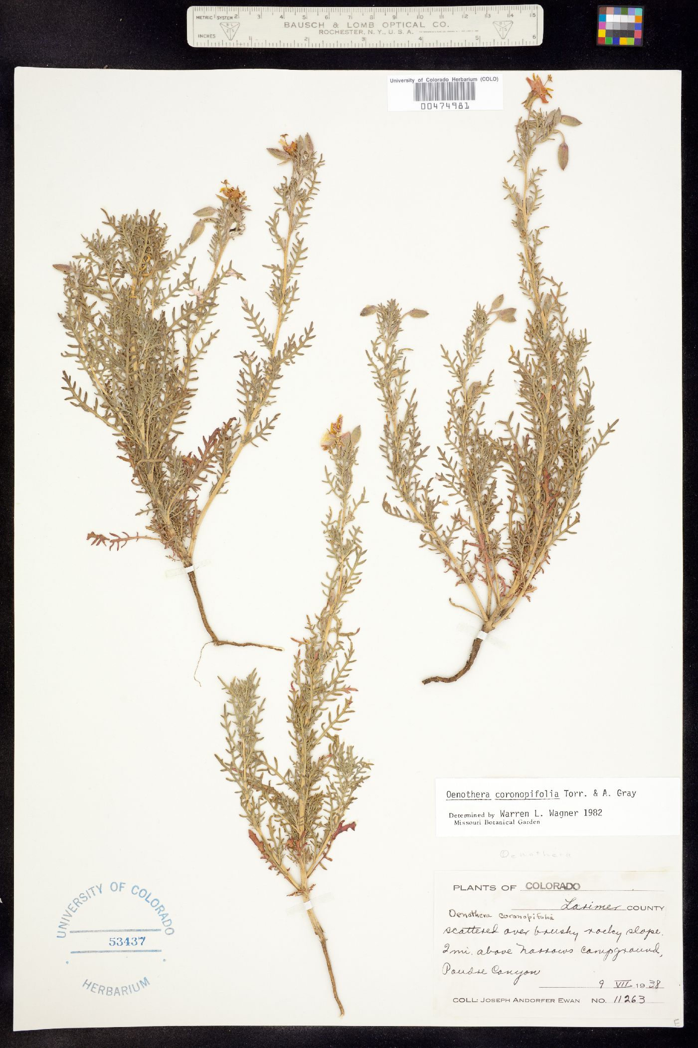 Oenothera coronopifolia image