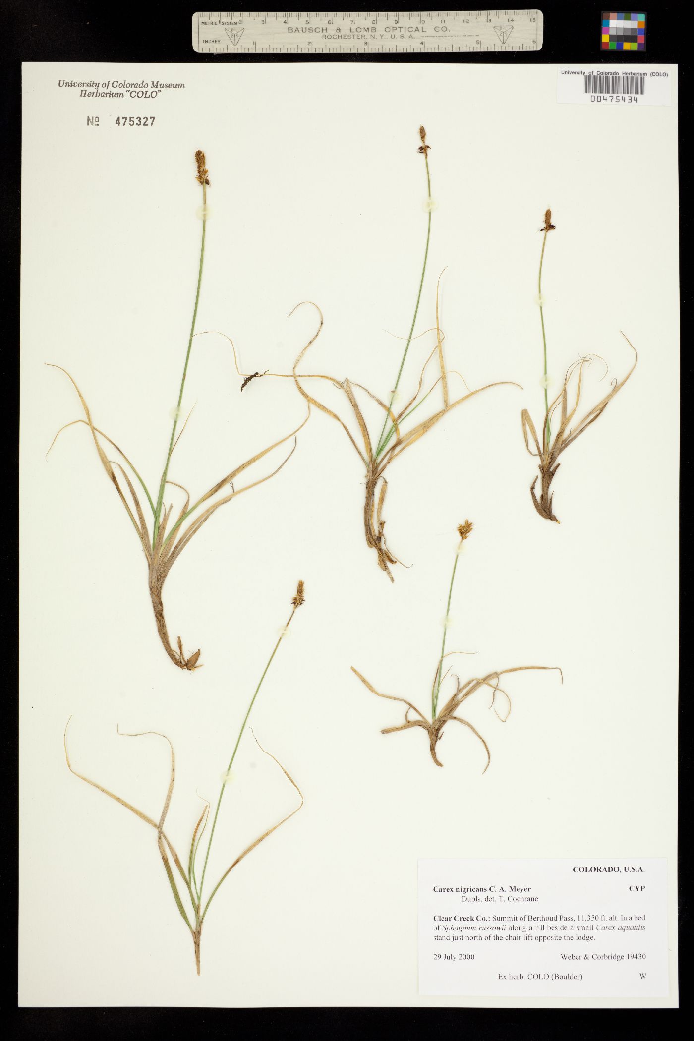 Carex nigricans image