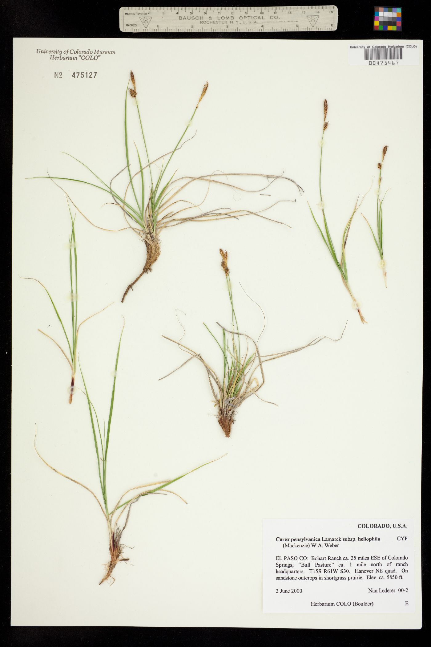 Carex pensylvanica image