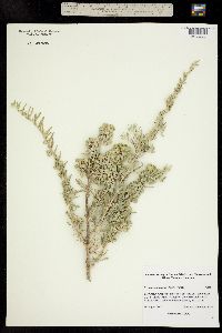 Atriplex canescens image