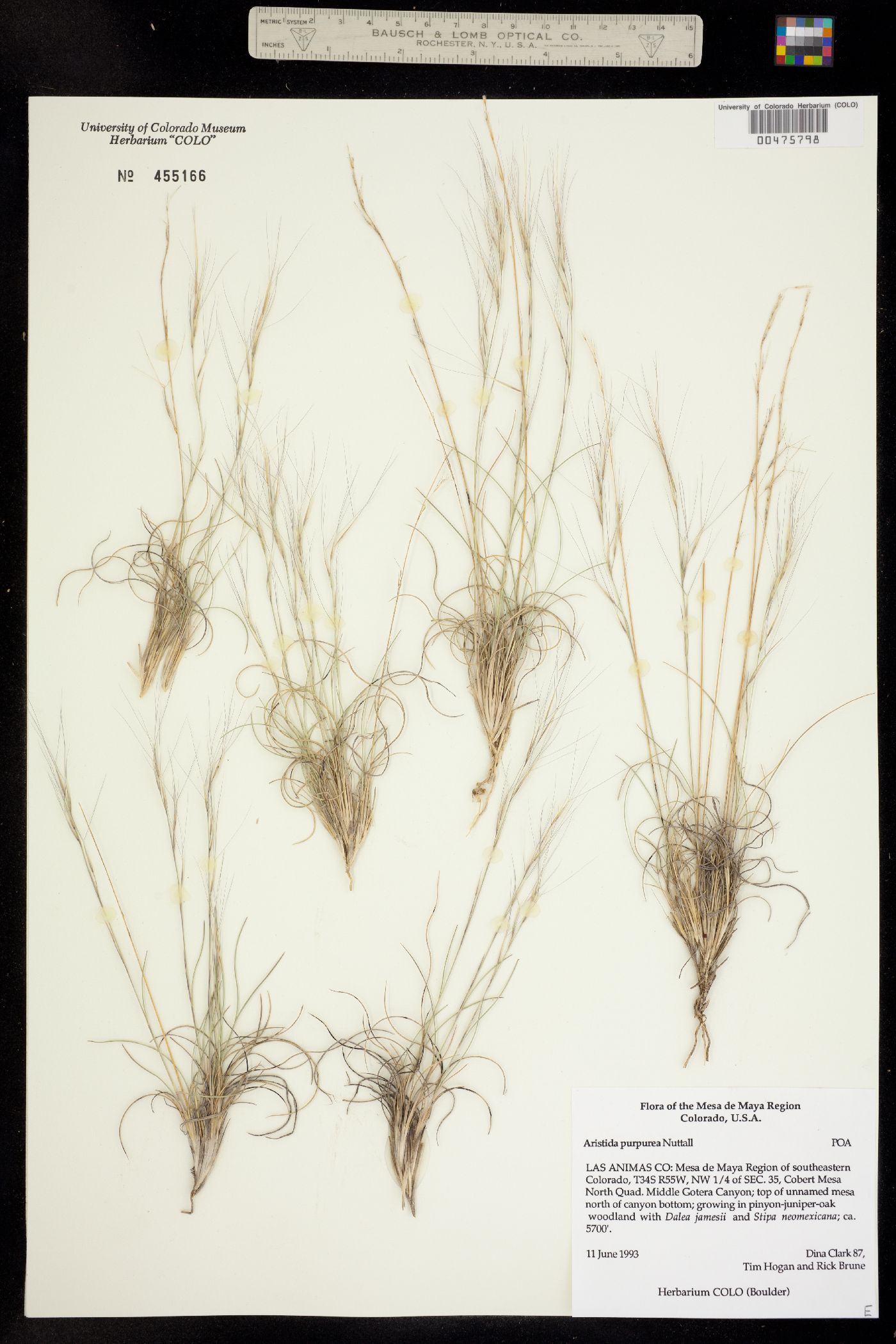 Aristida purpurea image