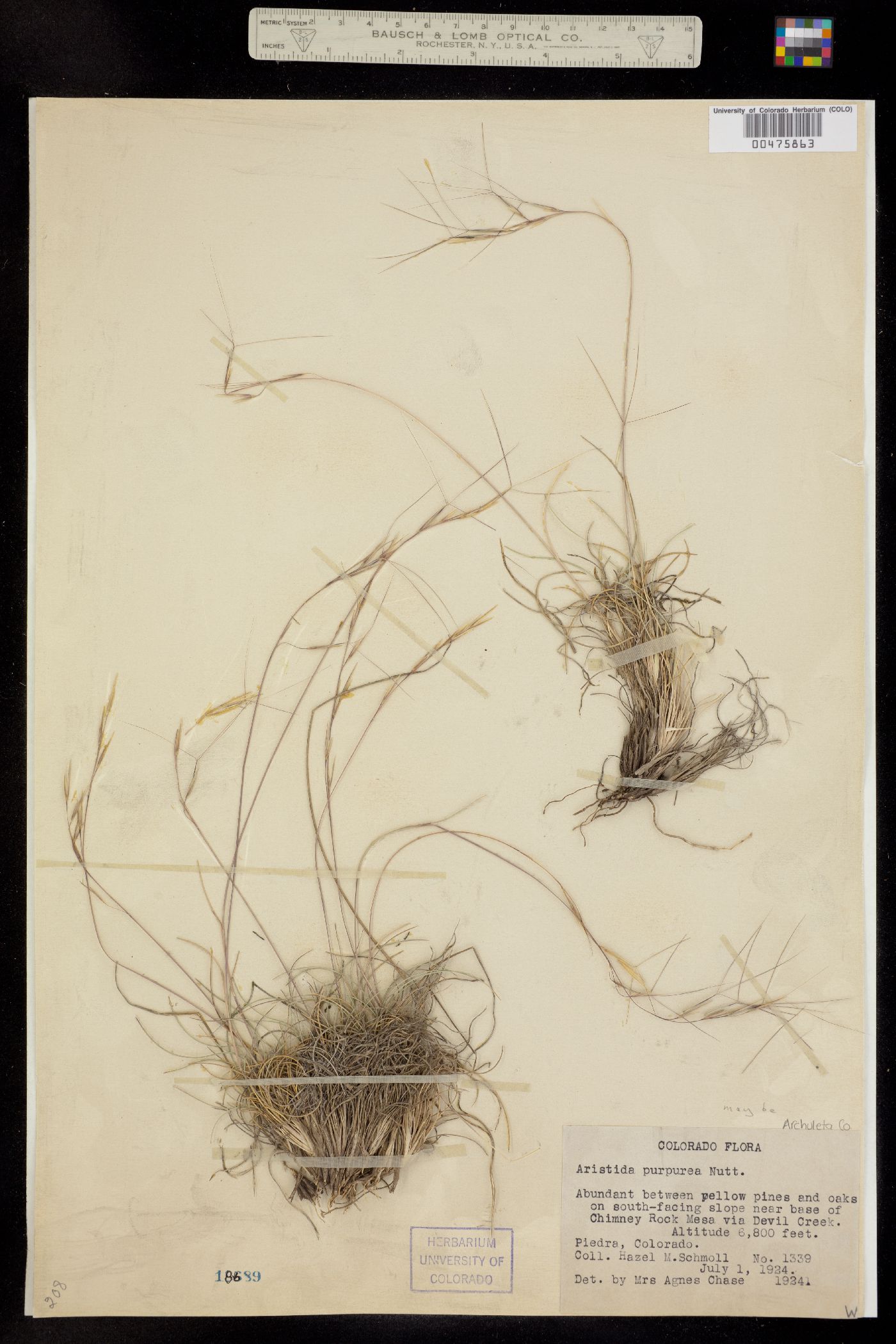Aristida purpurea image