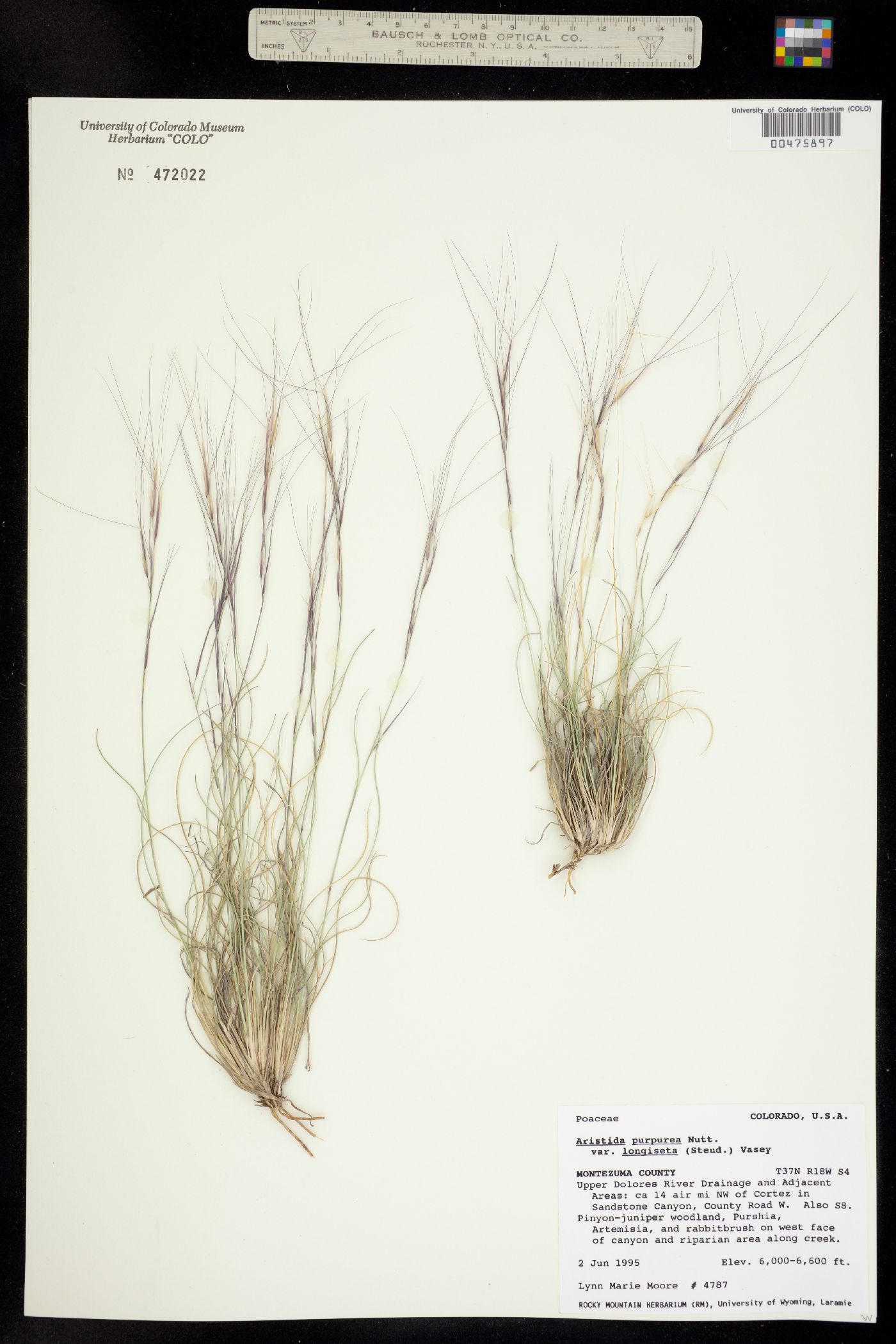 Aristida purpurea var. longiseta image