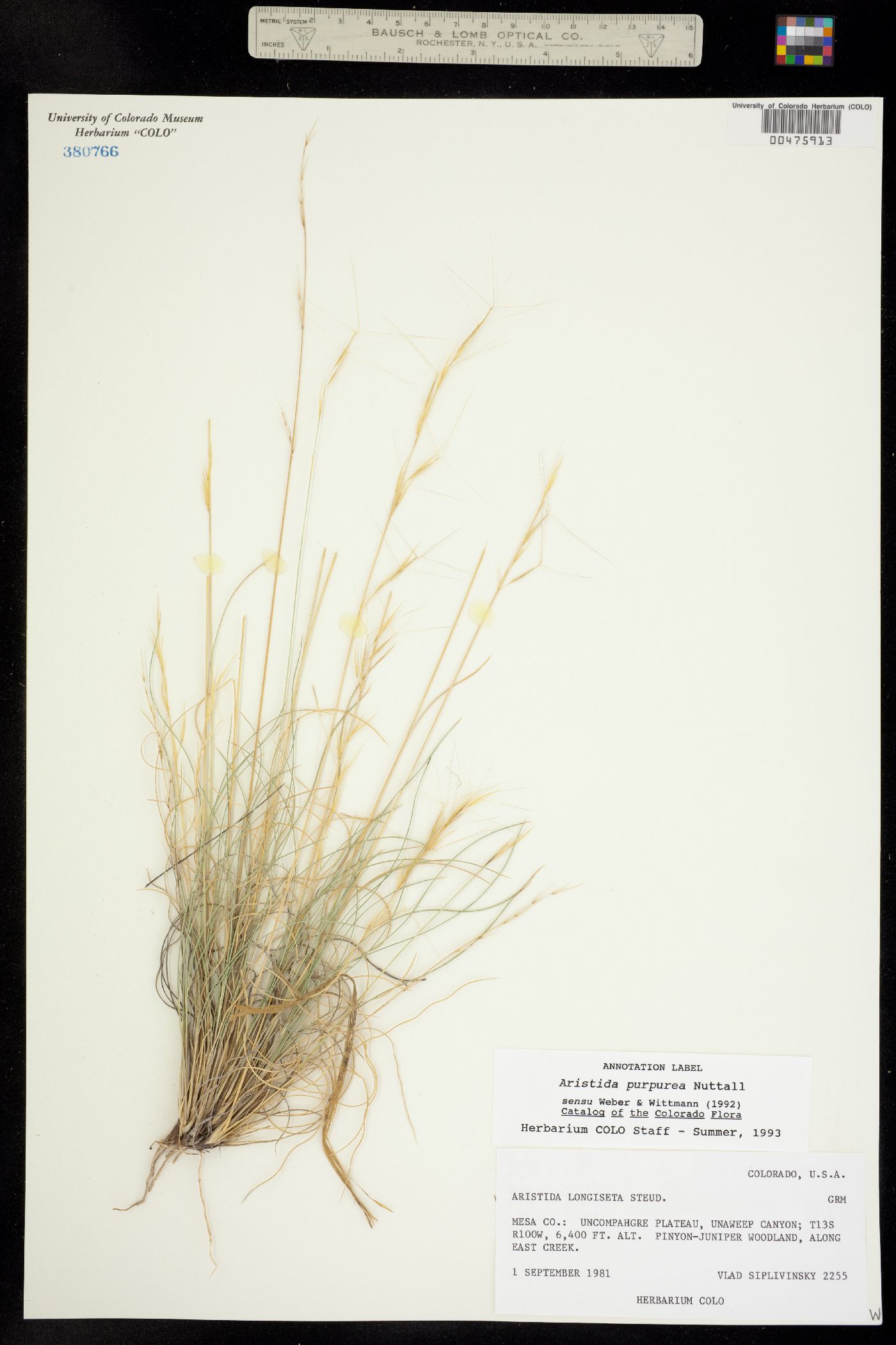 Aristida purpurea image