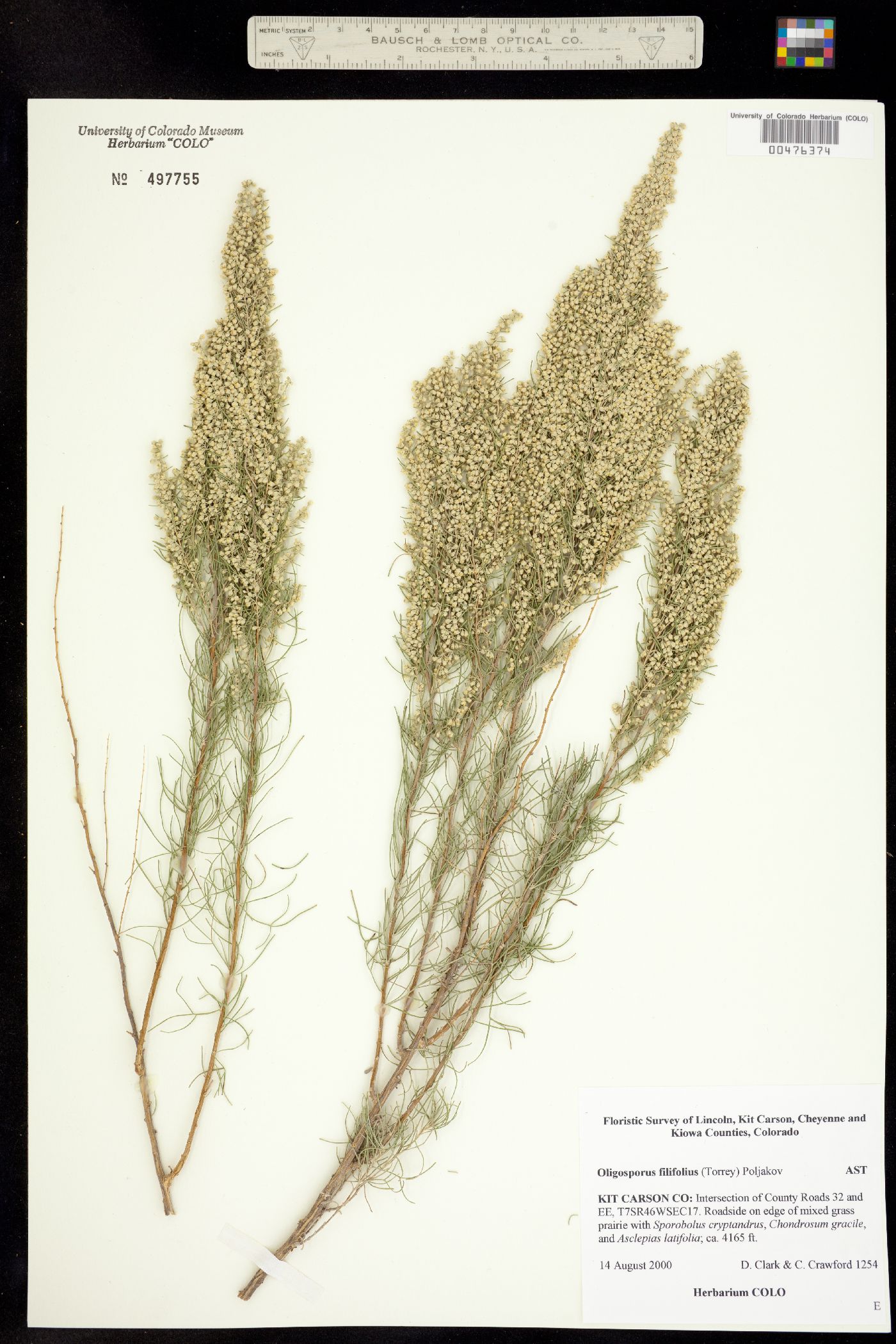 Artemisia filifolia image