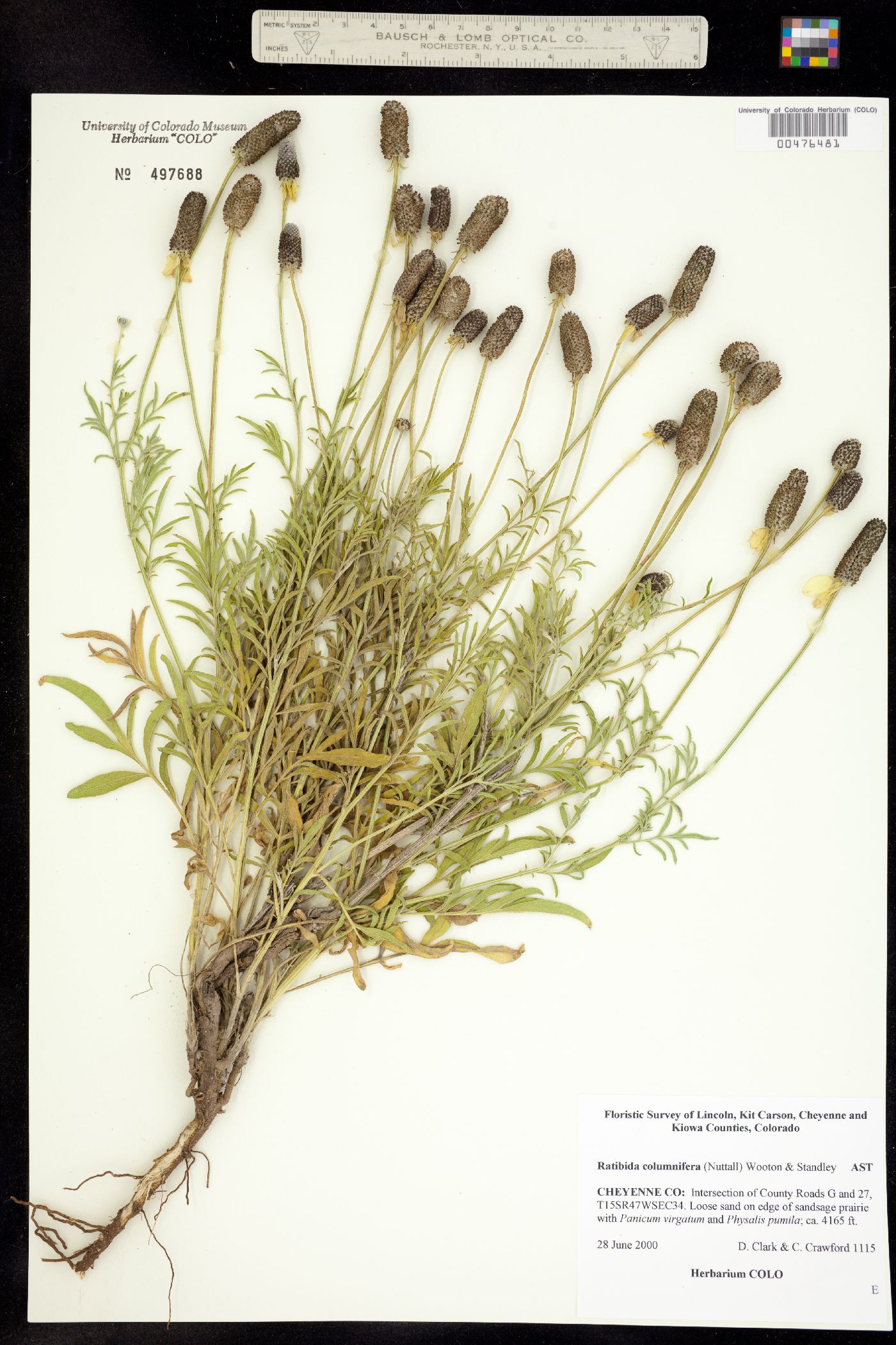 Ratibida columnifera image