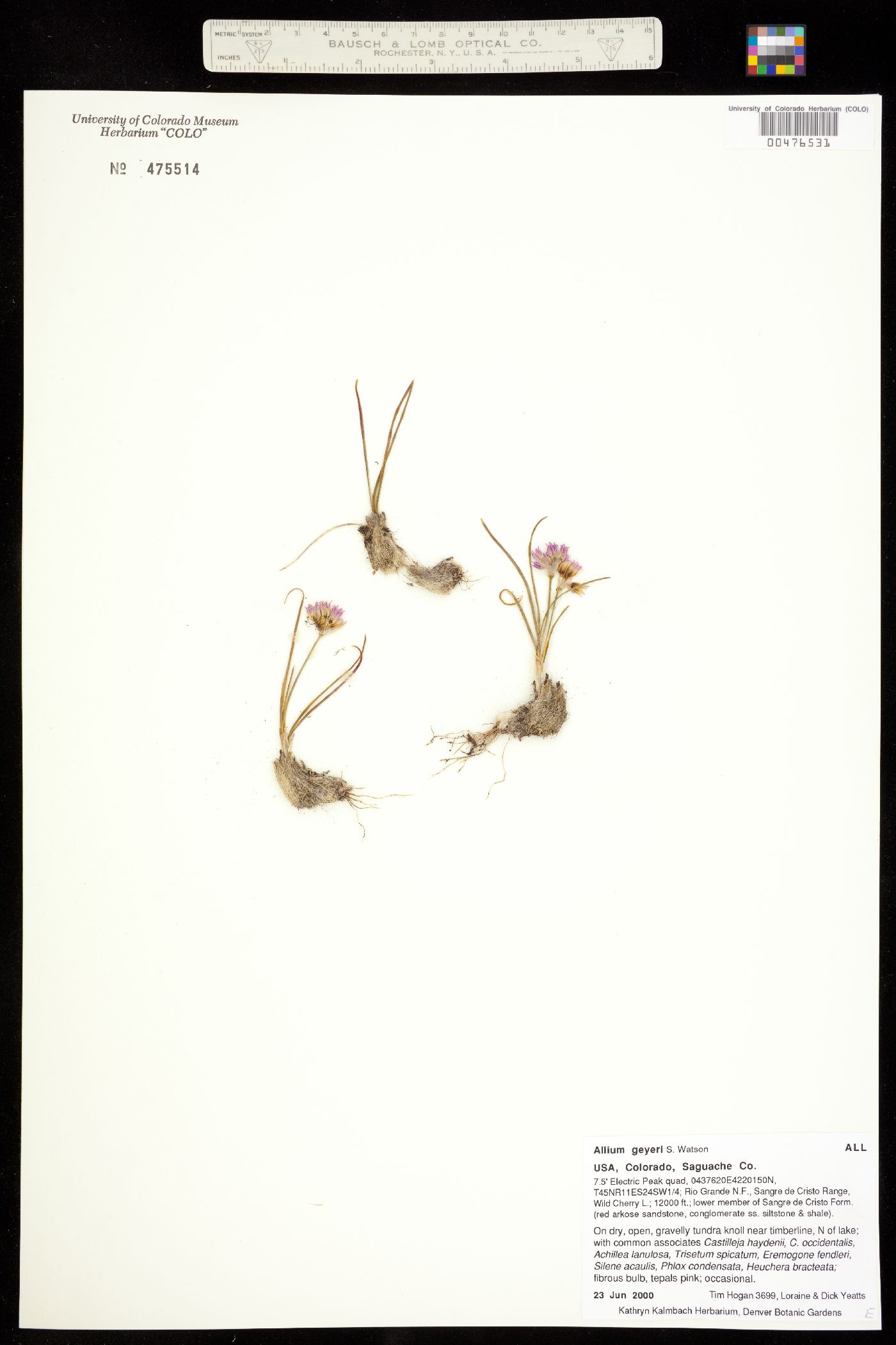 Alliaceae image