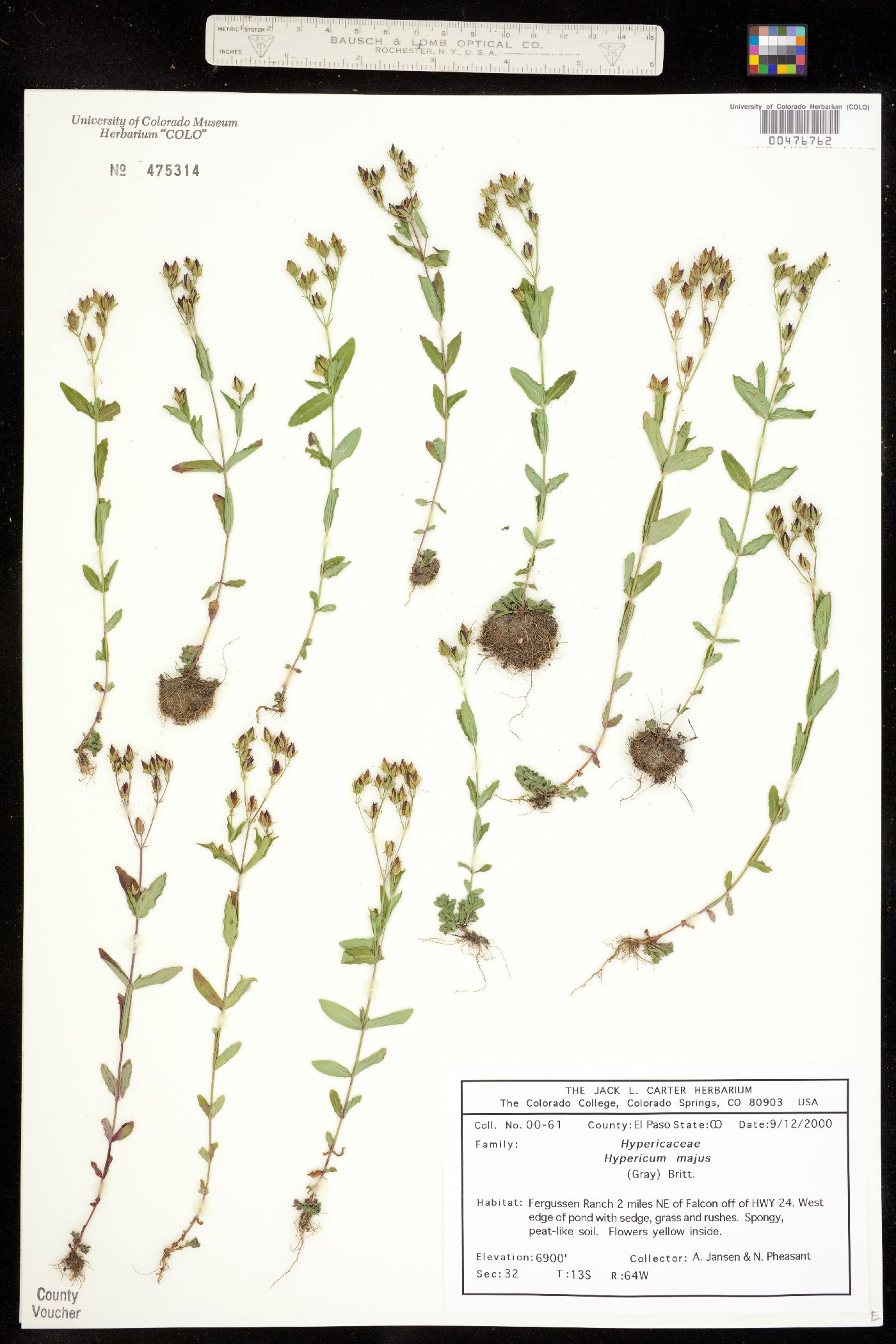 Hypericum majus image
