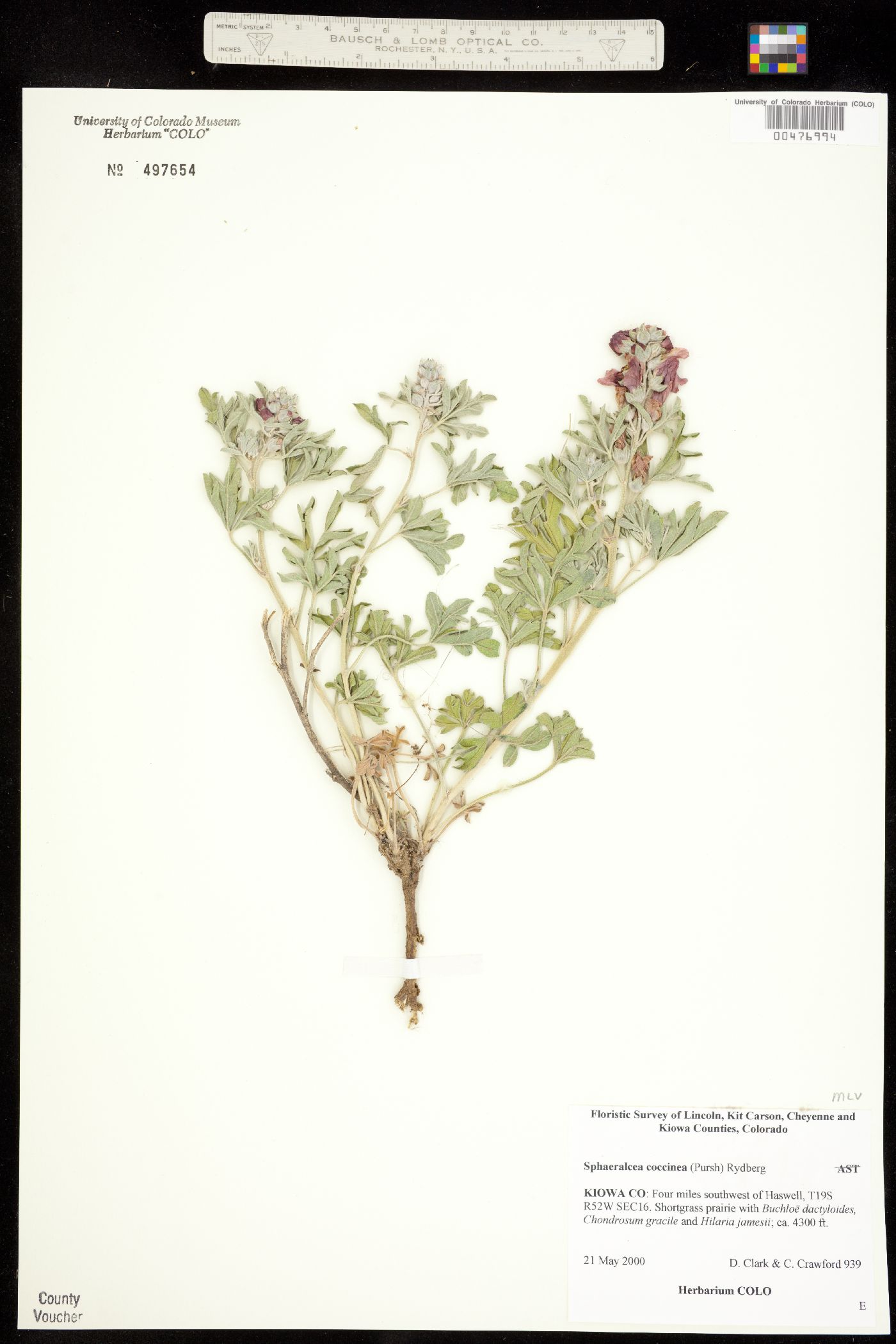 Sphaeralcea coccinea image