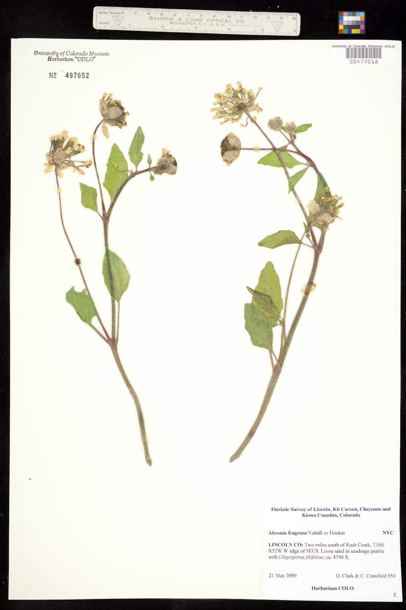 Abronia fragrans image