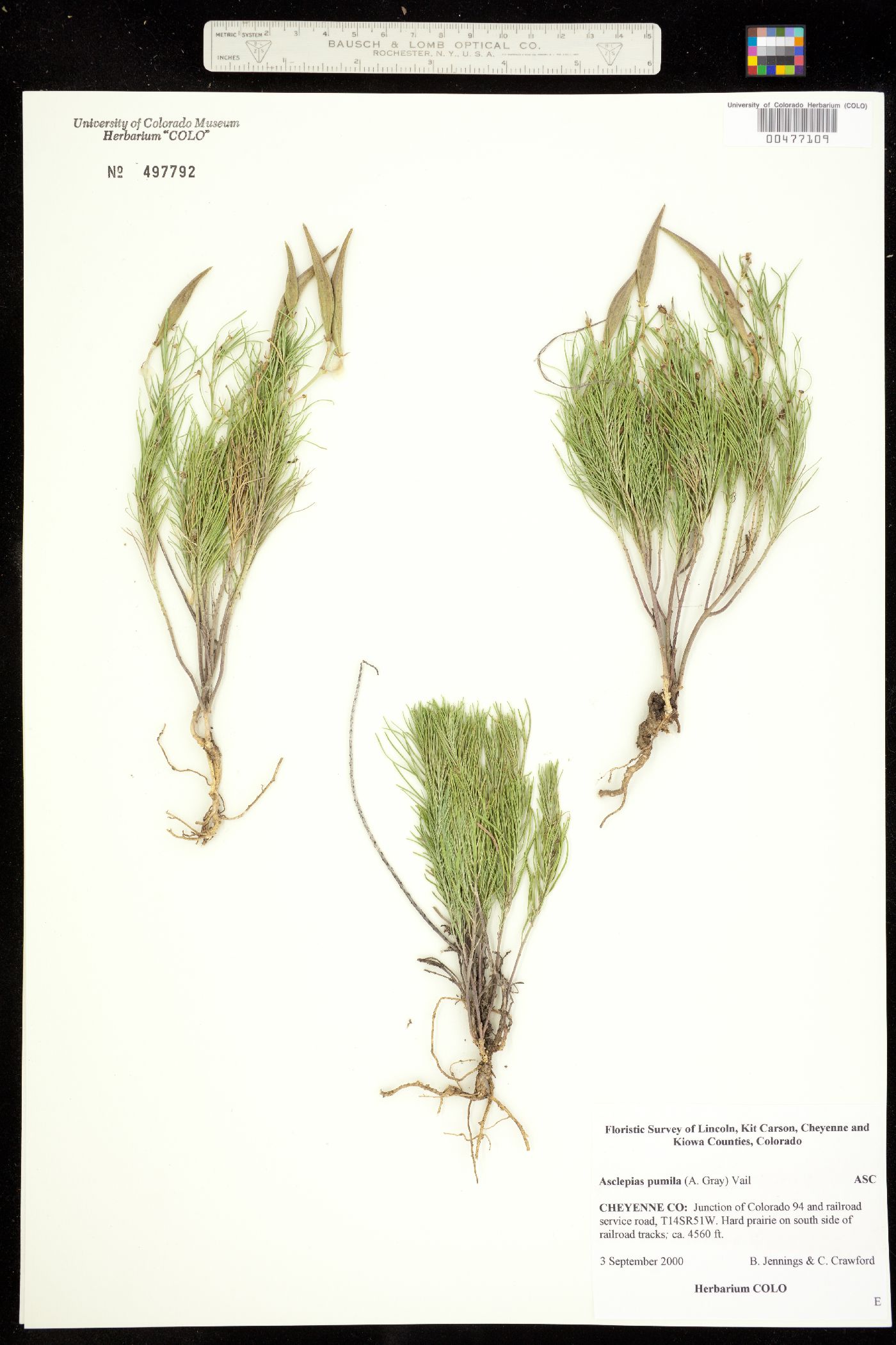 Asclepias pumila image