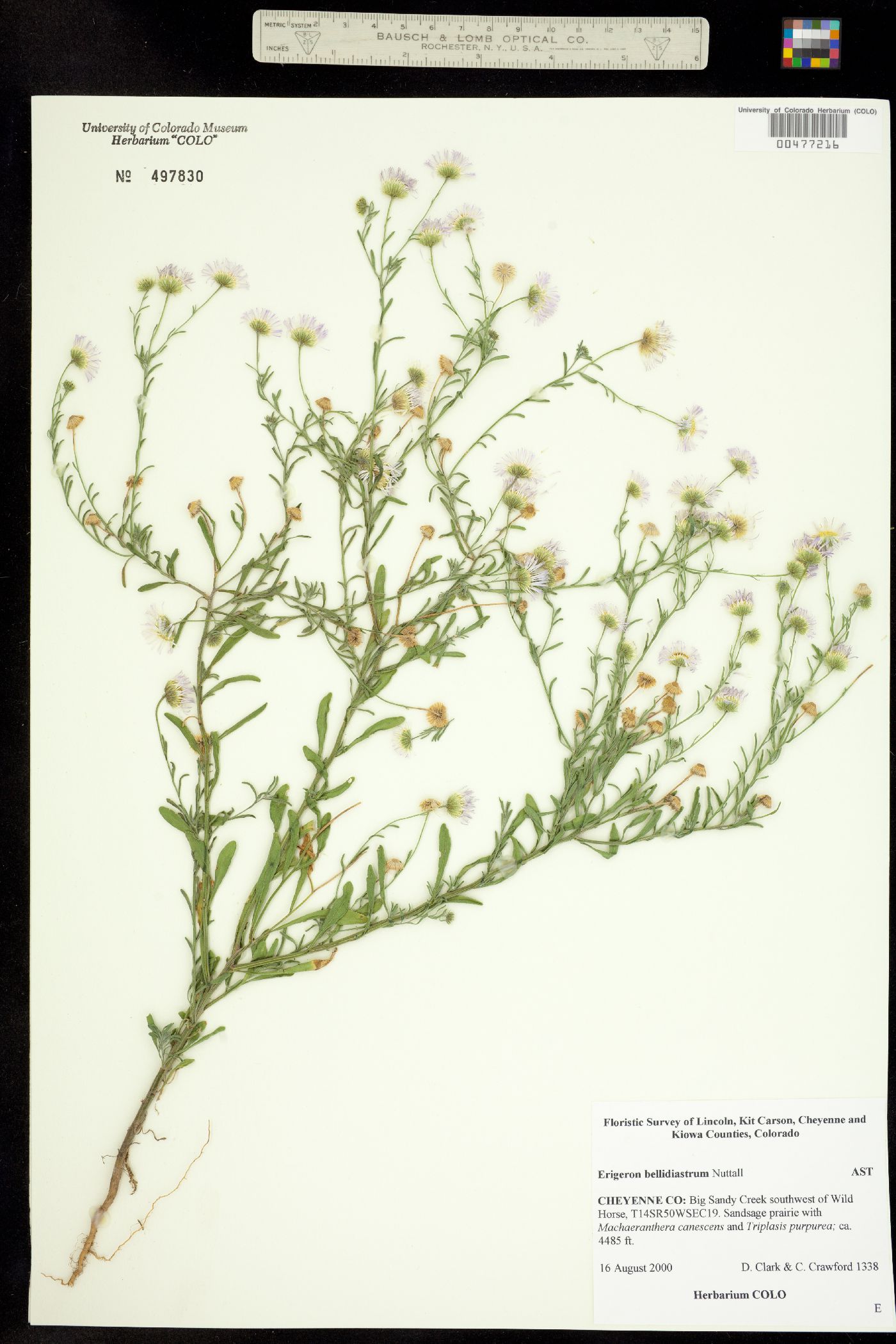 Erigeron bellidiastrum image