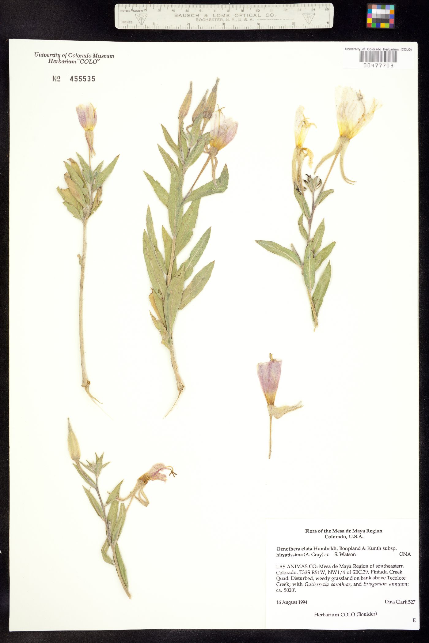Oenothera elata ssp. hirsutissima image