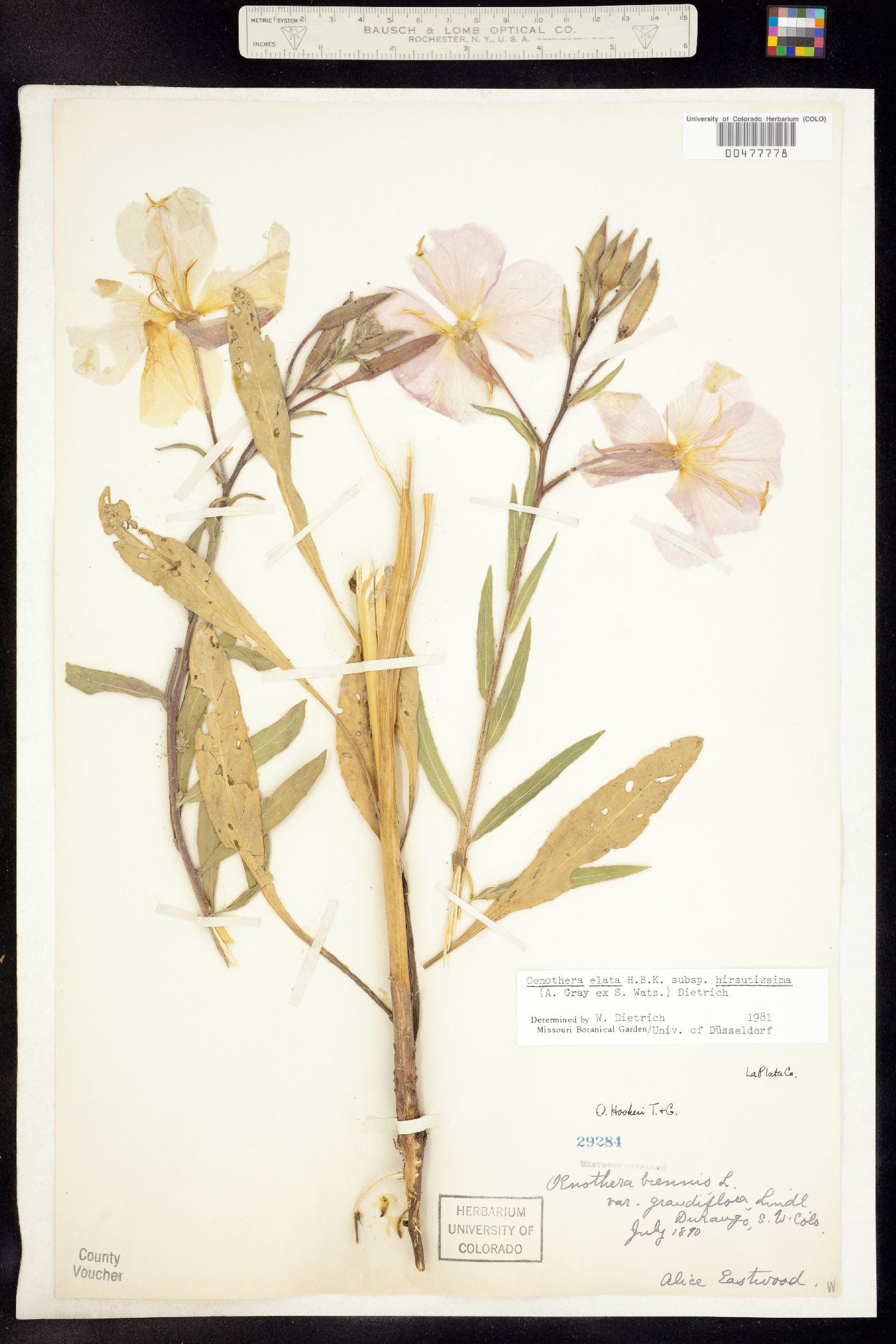 Oenothera elata ssp. hirsutissima image