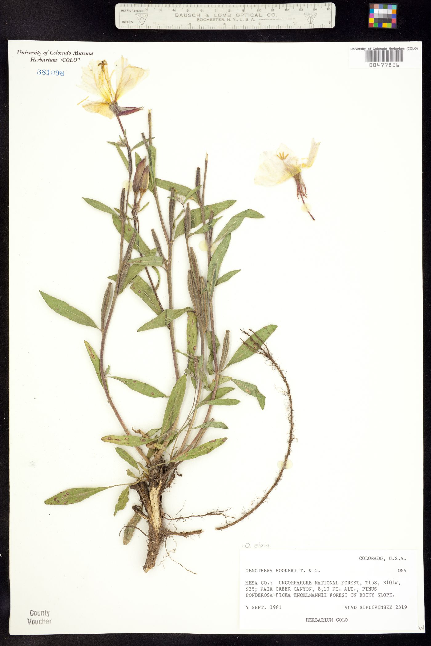 Oenothera elata ssp. hirsutissima image