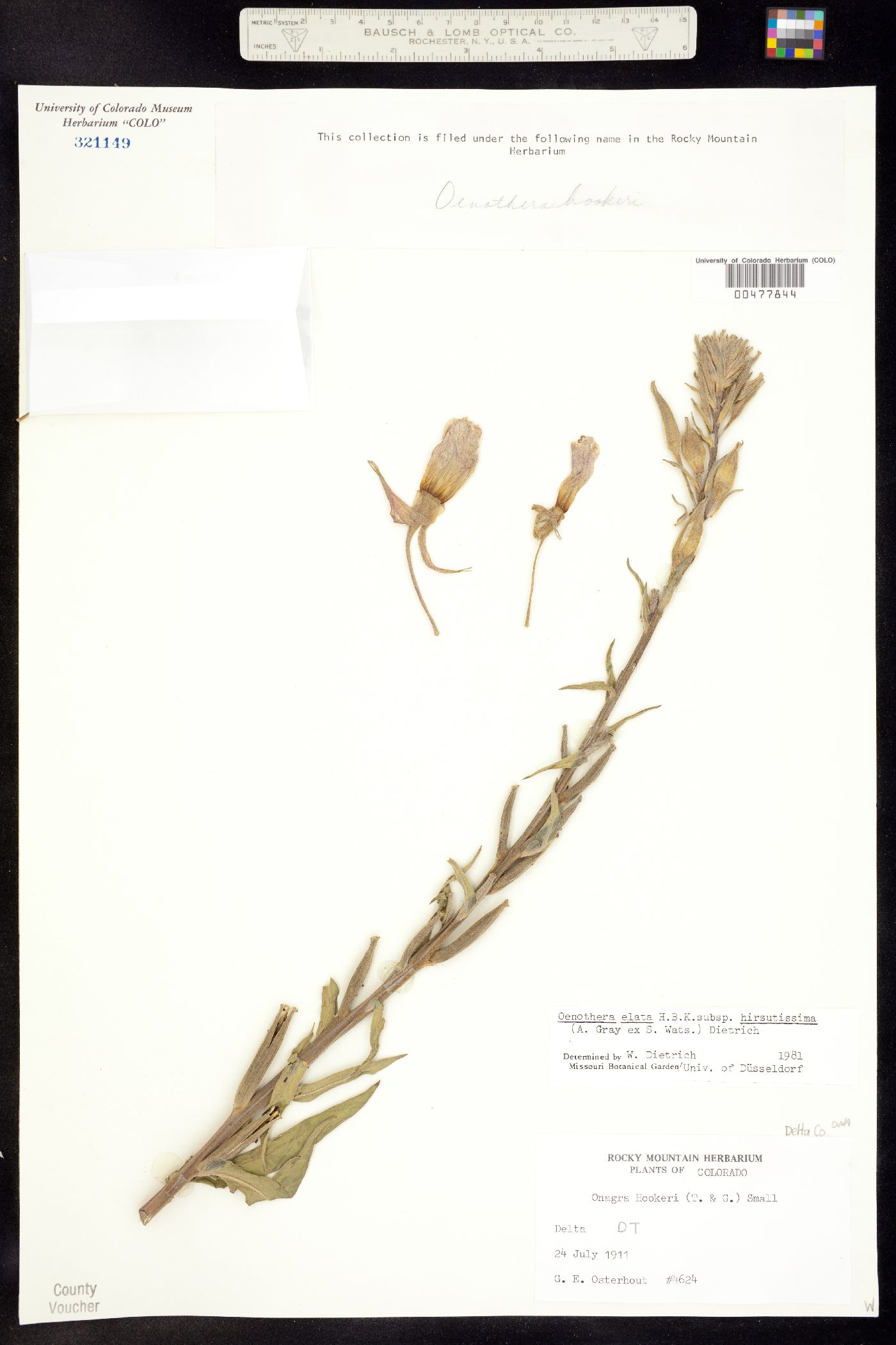 Oenothera elata ssp. hirsutissima image