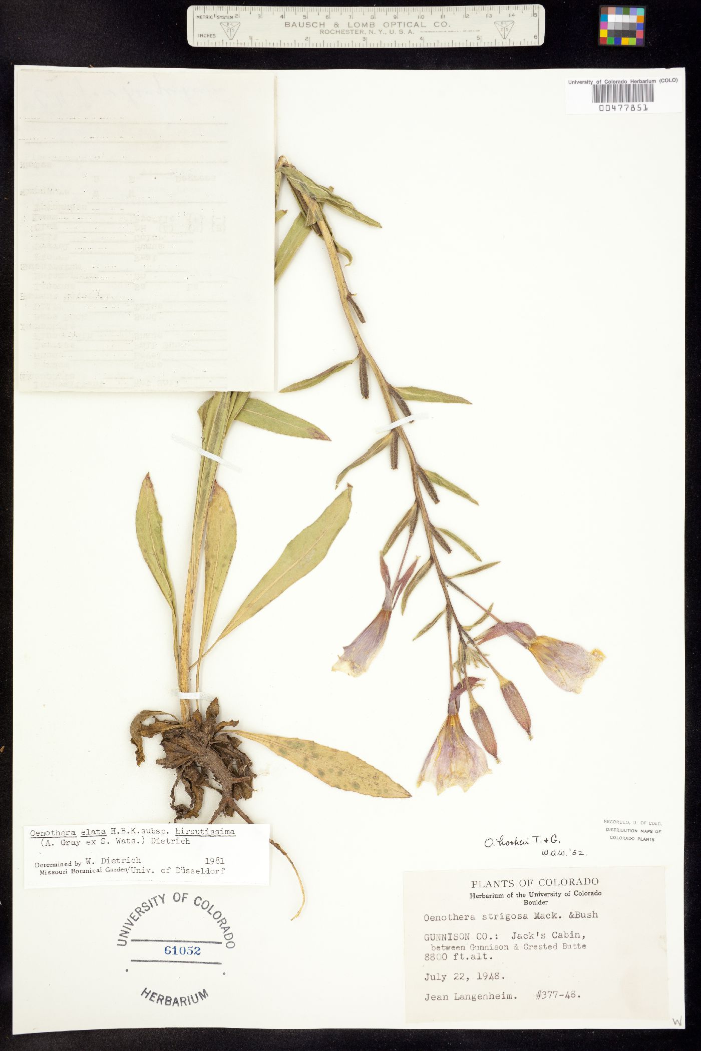 Oenothera elata ssp. hirsutissima image