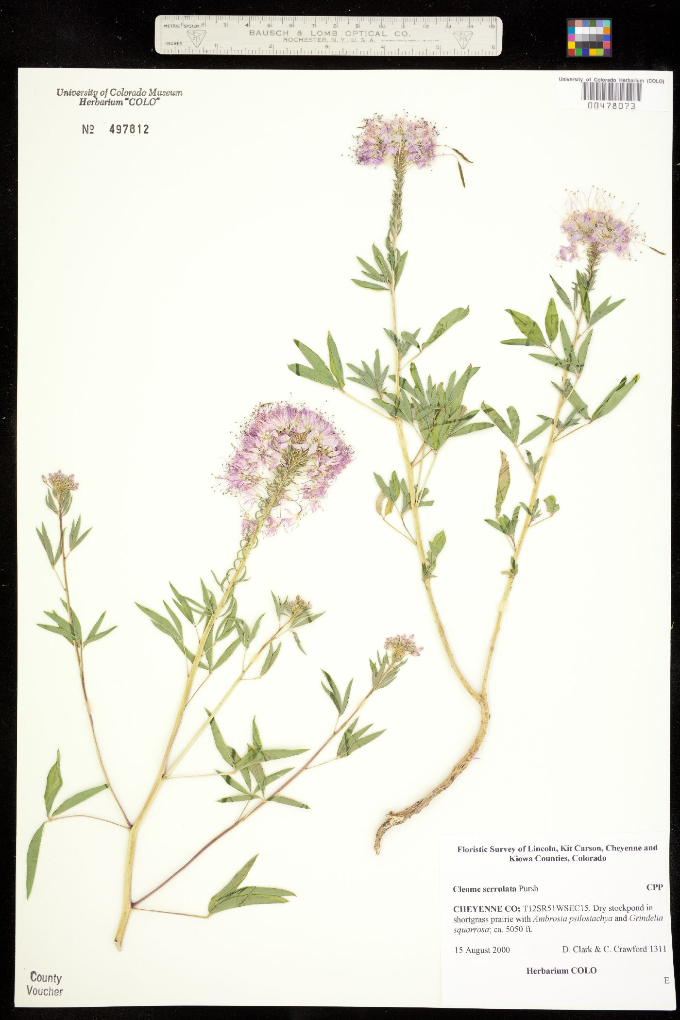 Peritoma serrulata image