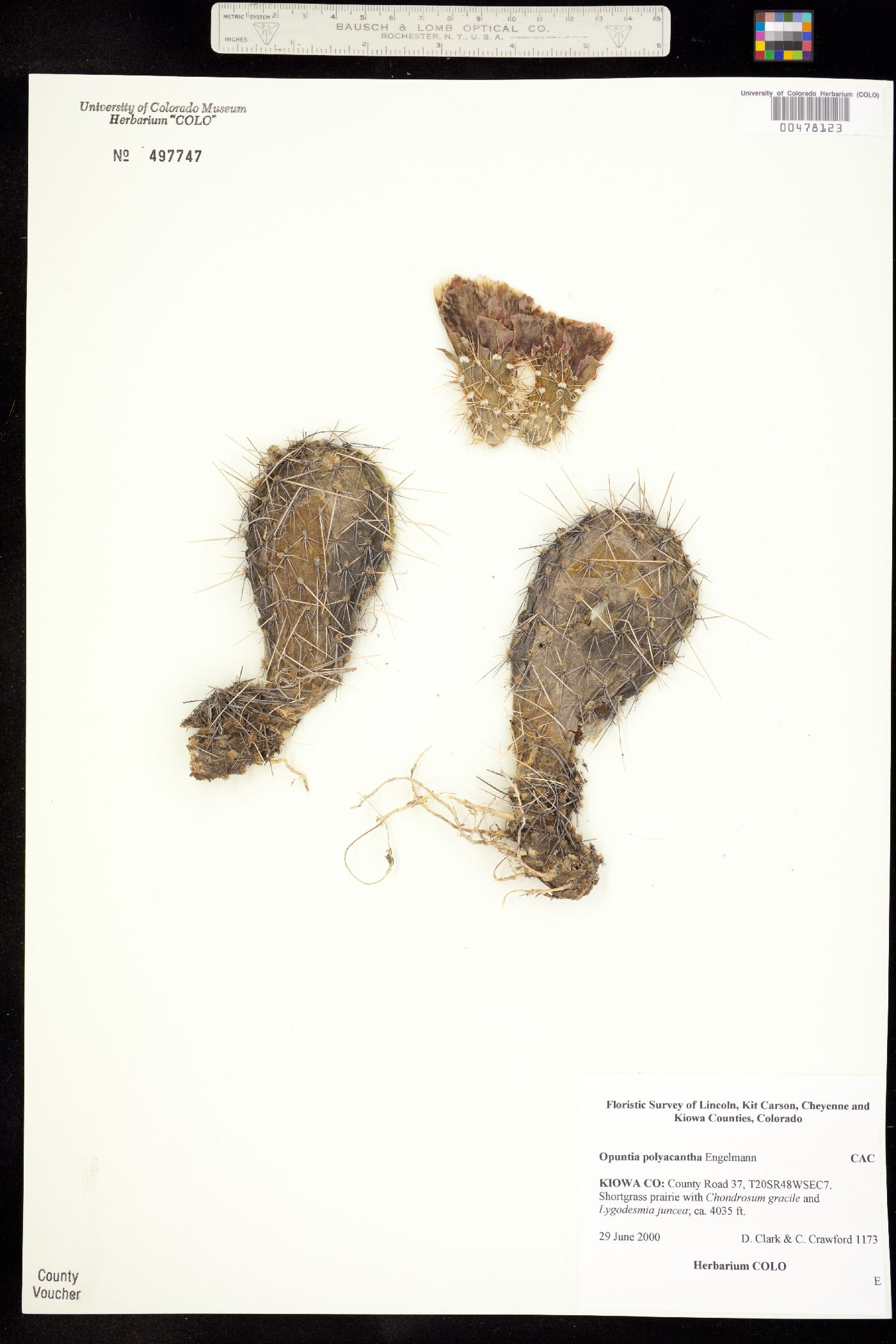 Cactaceae image