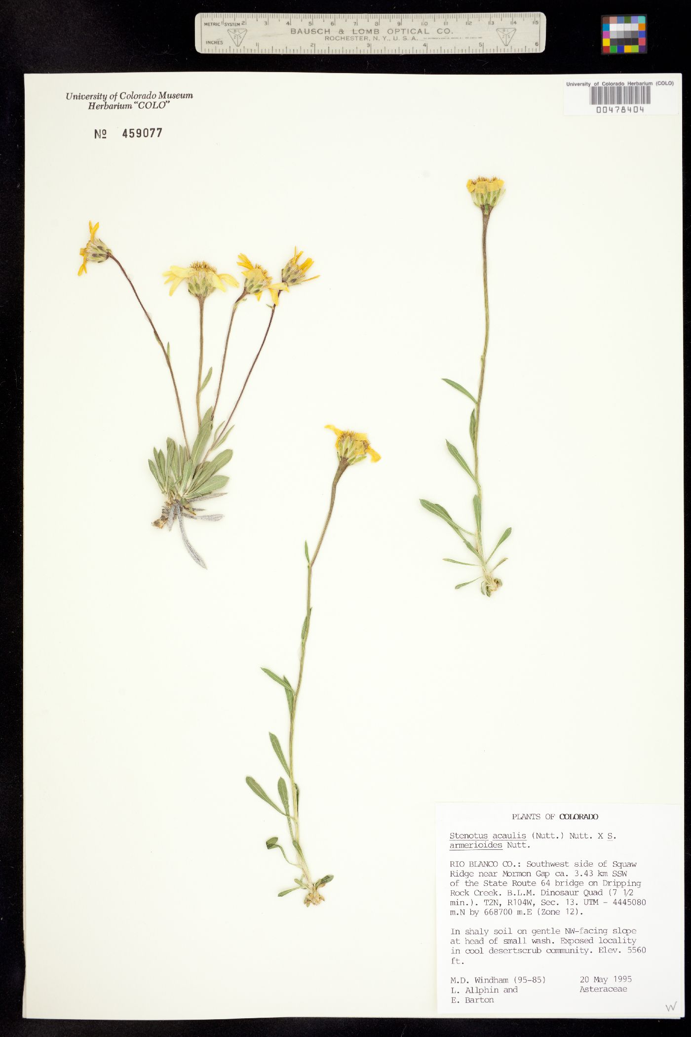 Stenotus acaulis image