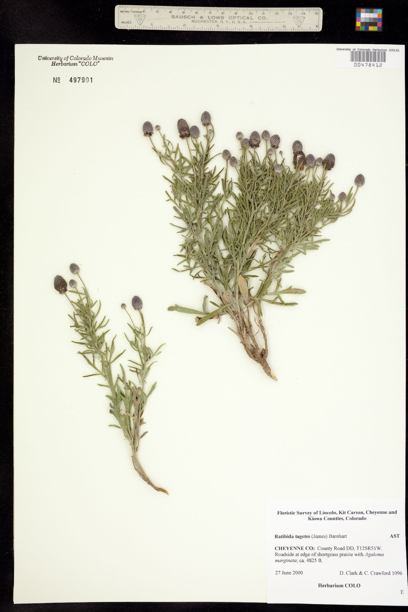 Ratibida tagetes image