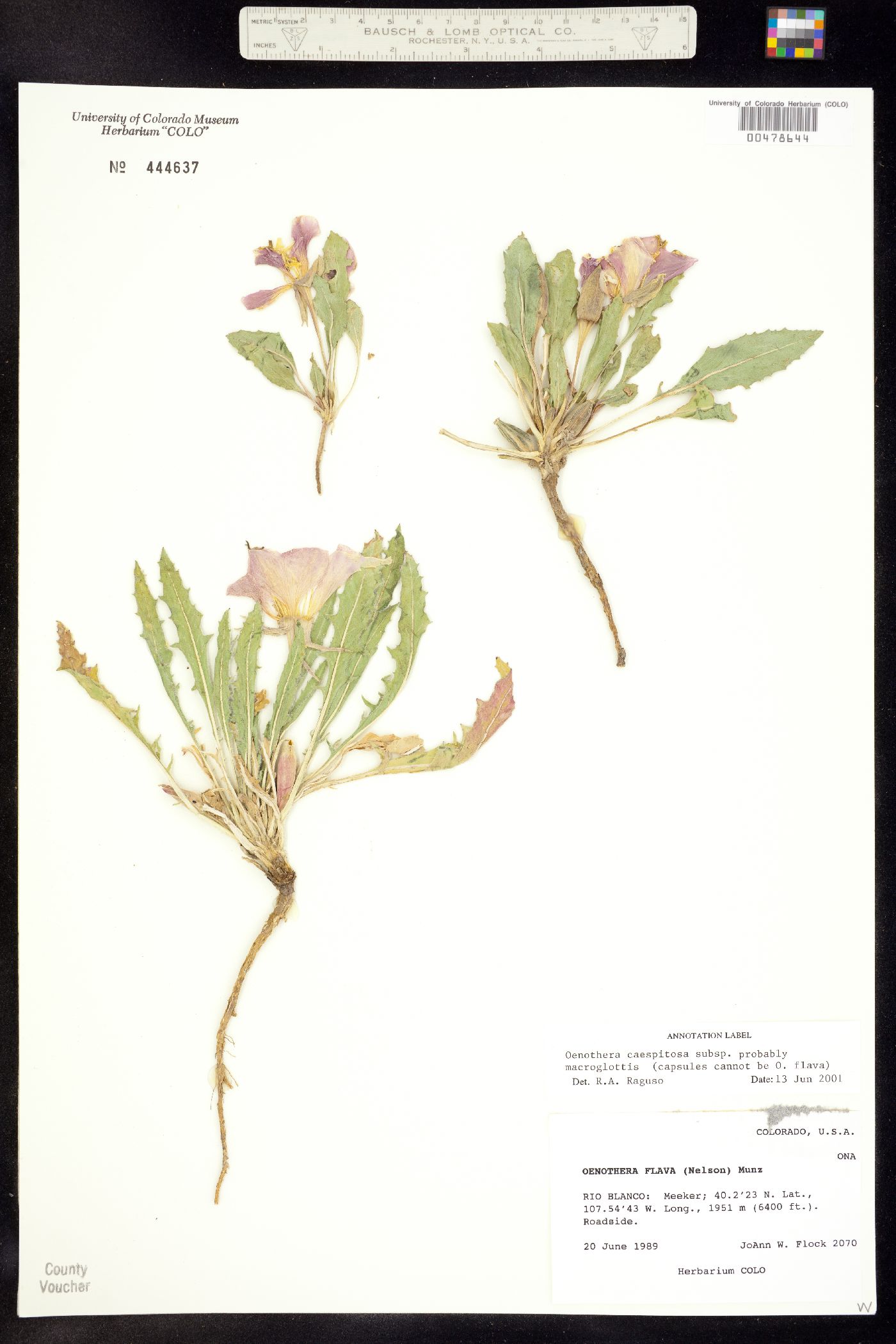 Oenothera cespitosa ssp. macroglottis image