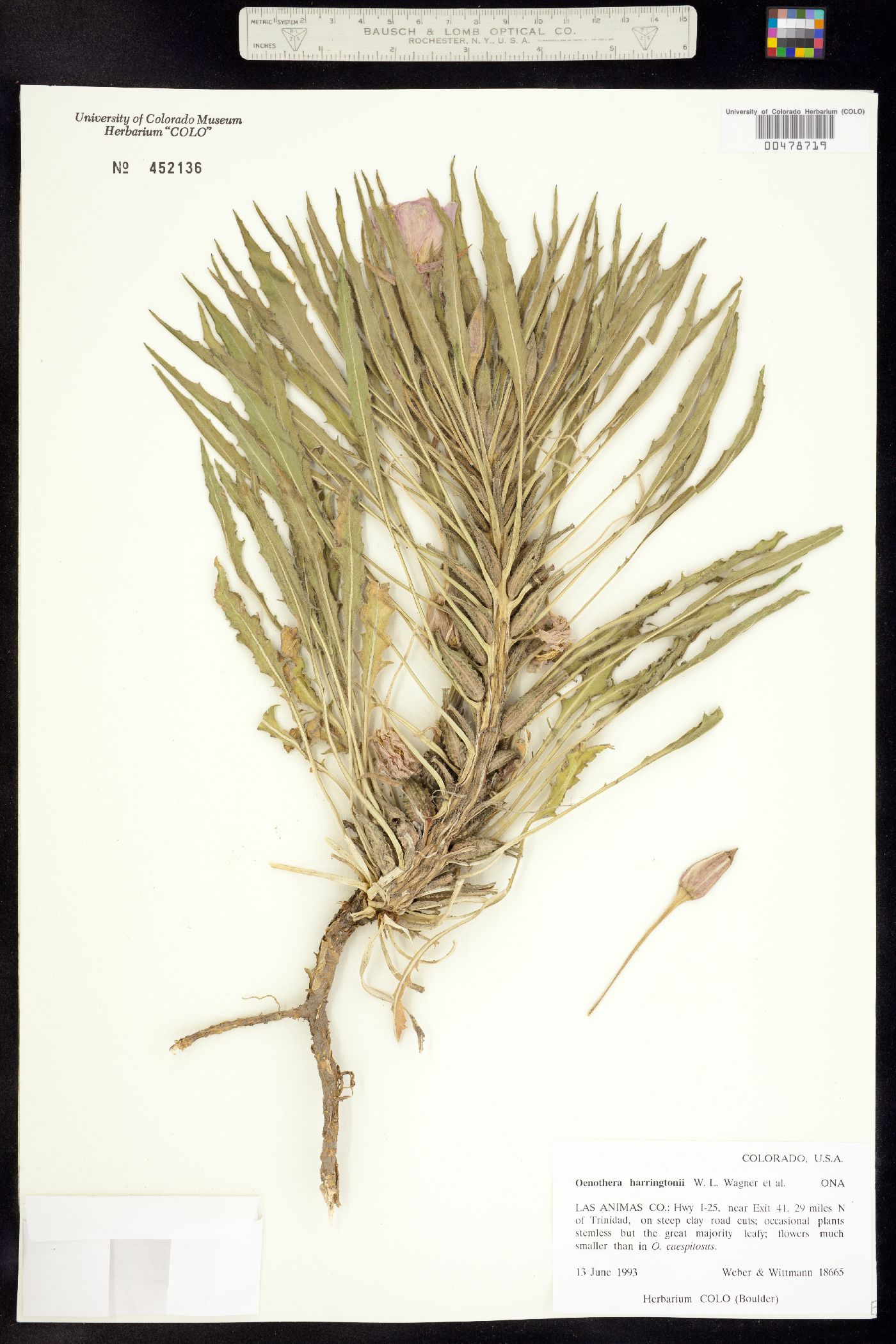 Oenothera harringtonii image