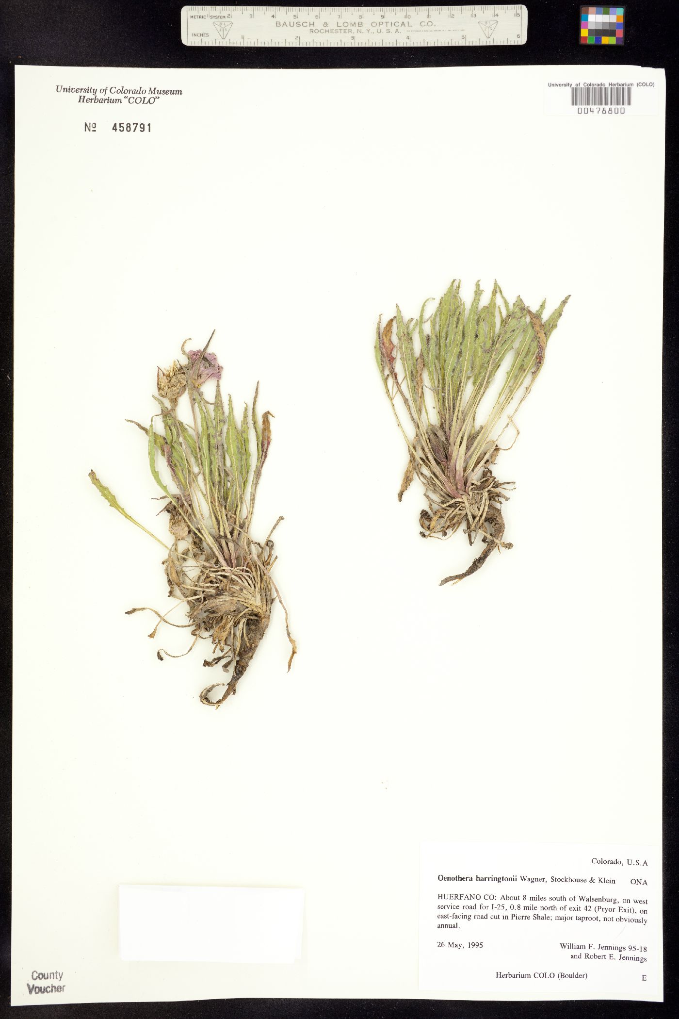Oenothera harringtonii image