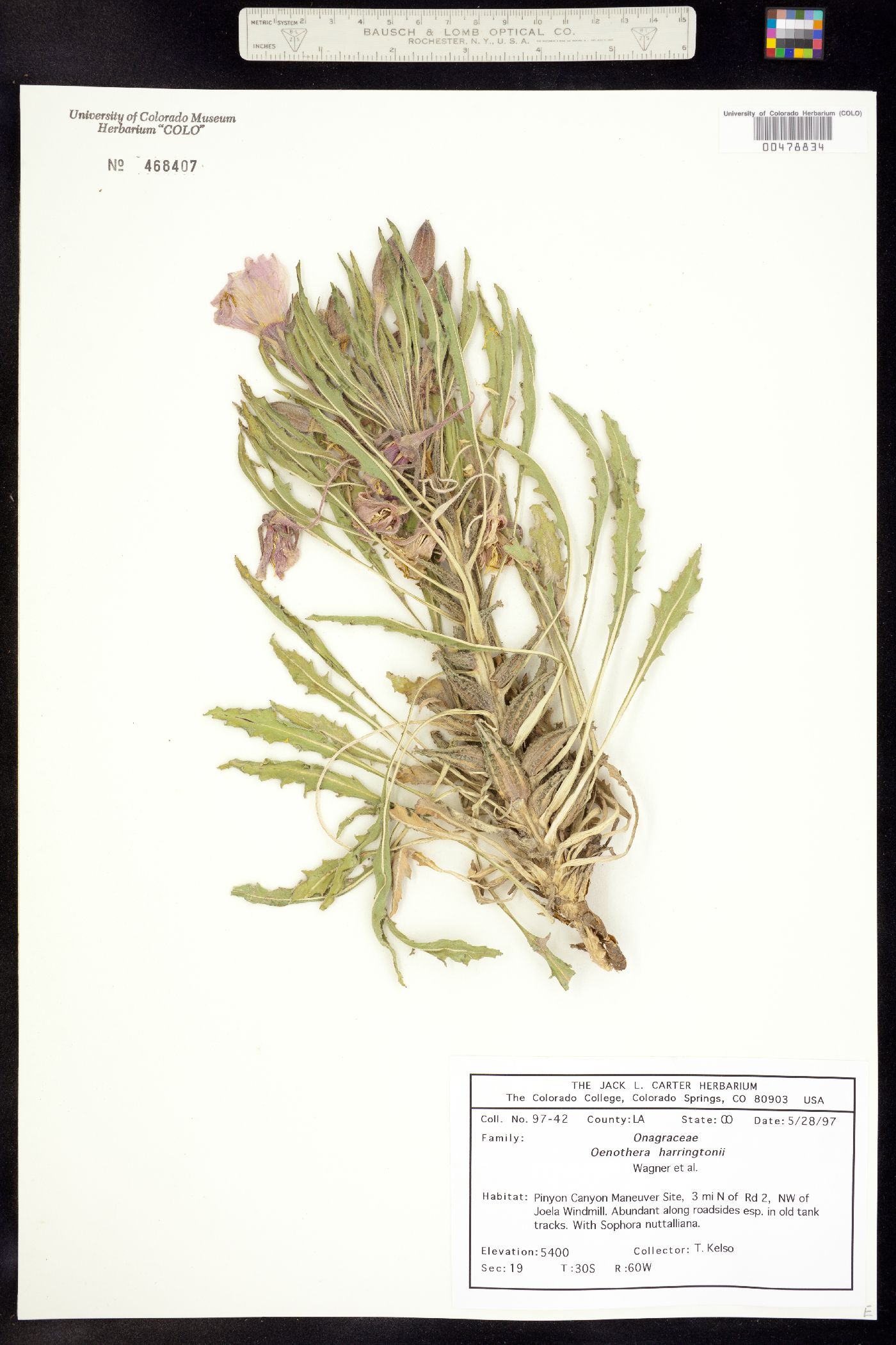 Oenothera harringtonii image