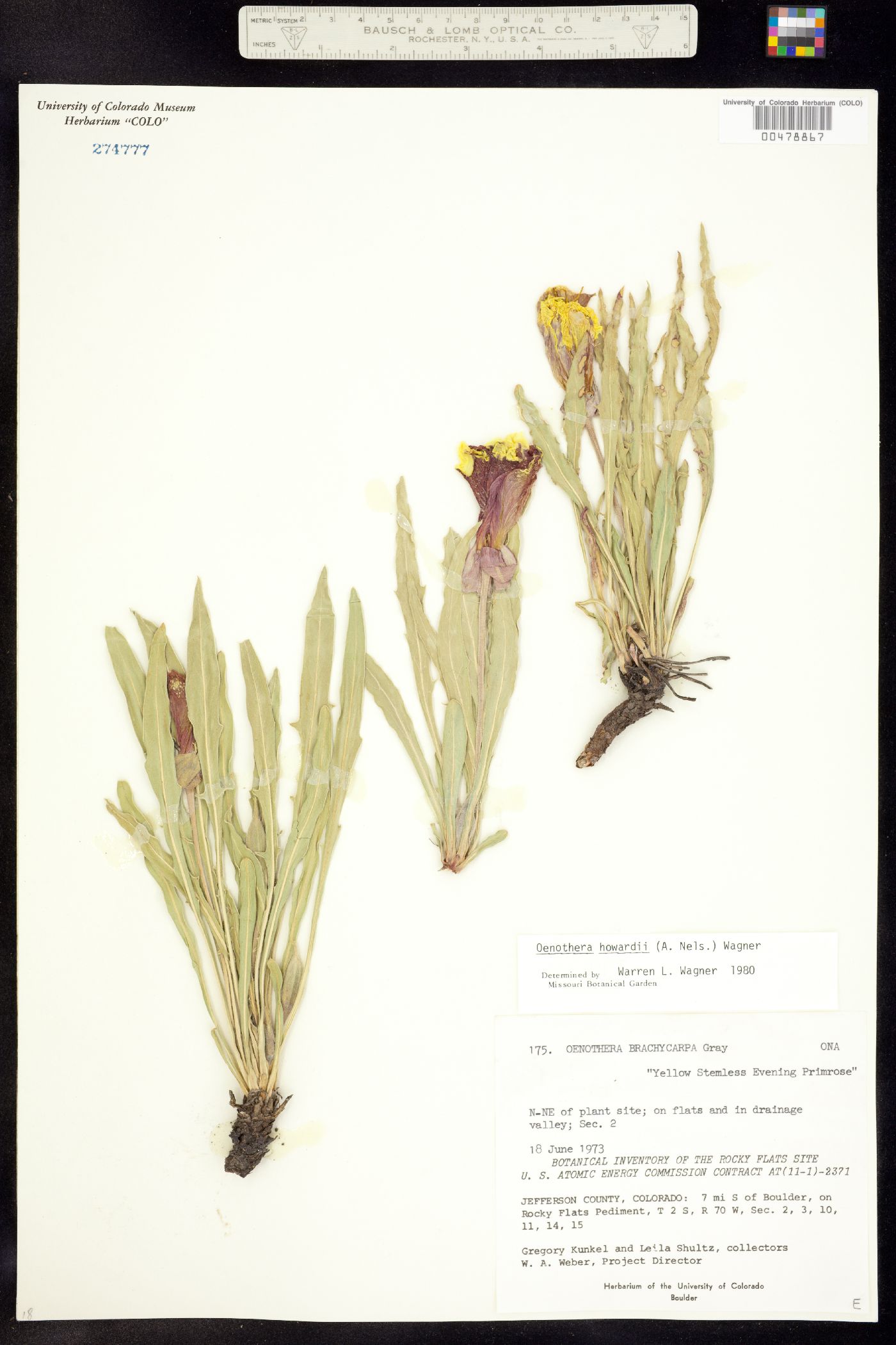 Oenothera howardii image