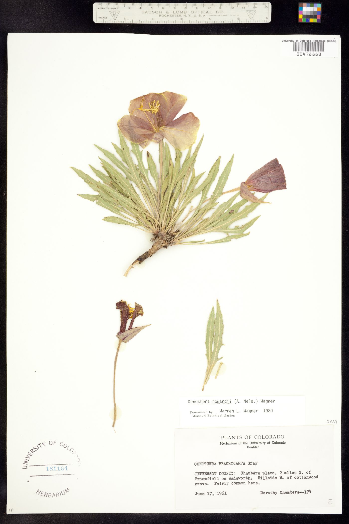 Oenothera howardii image