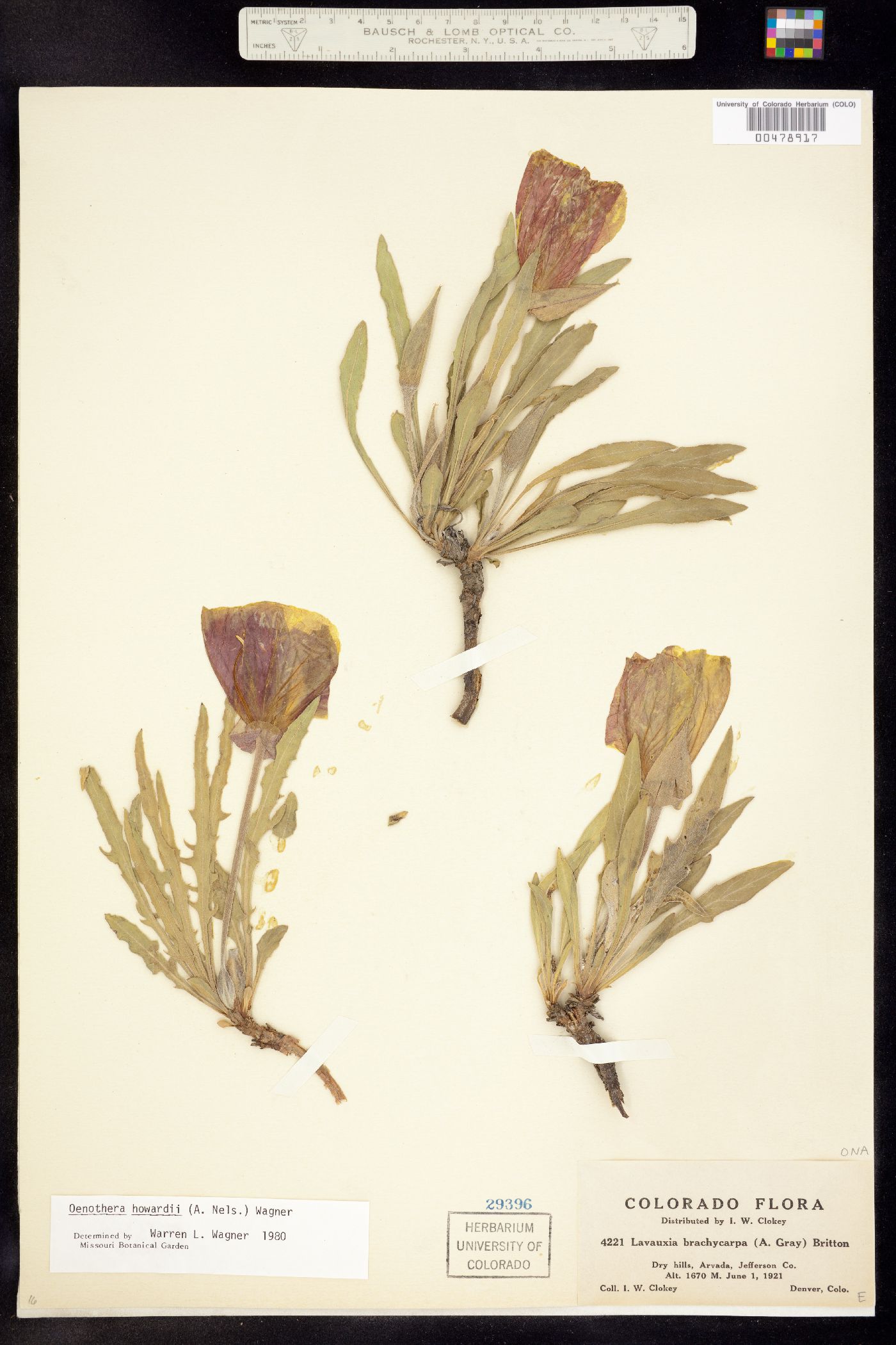 Oenothera howardii image