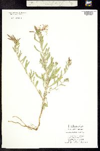 Oenothera pallida ssp. latifolia image