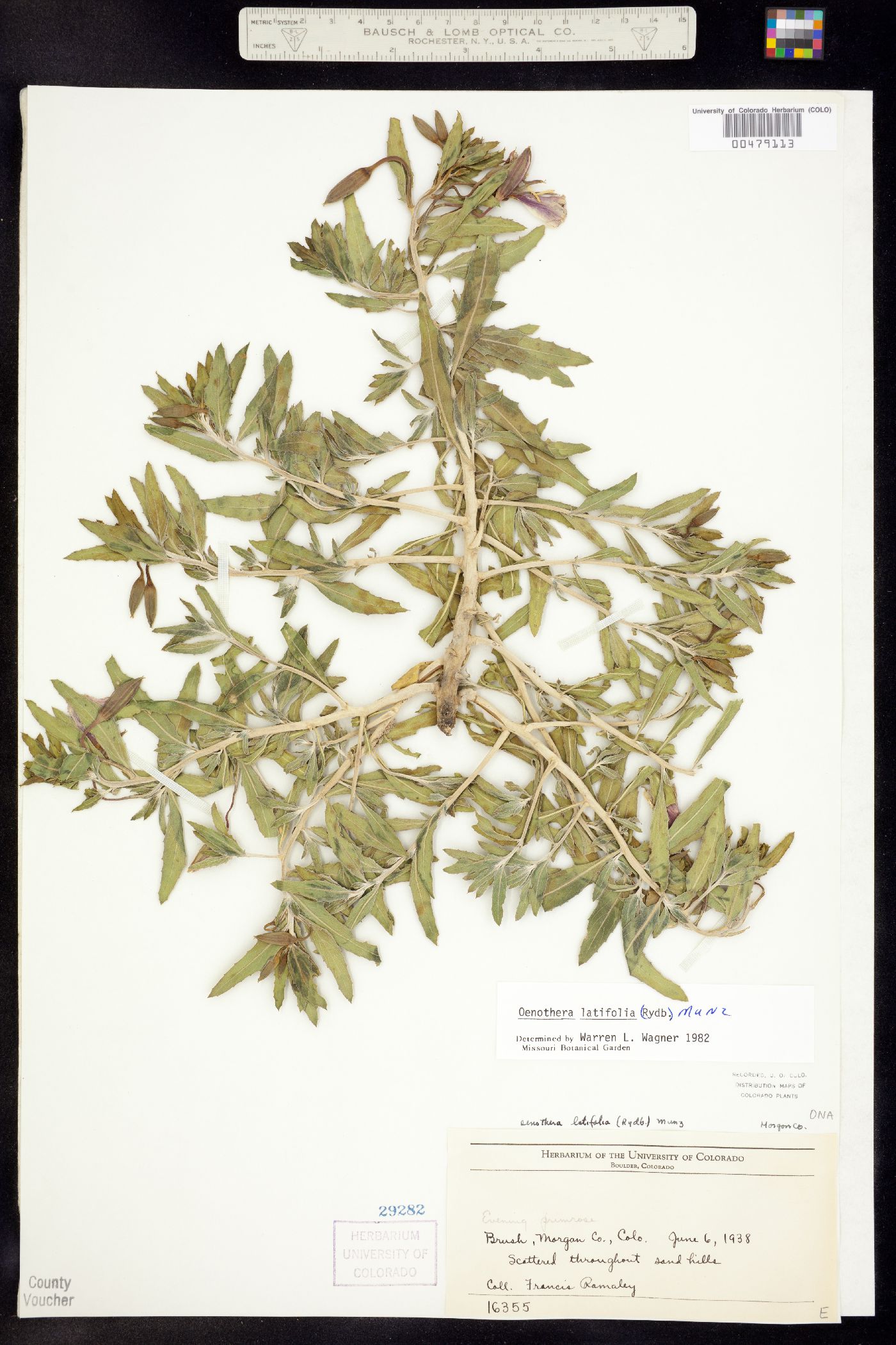 Oenothera pallida image