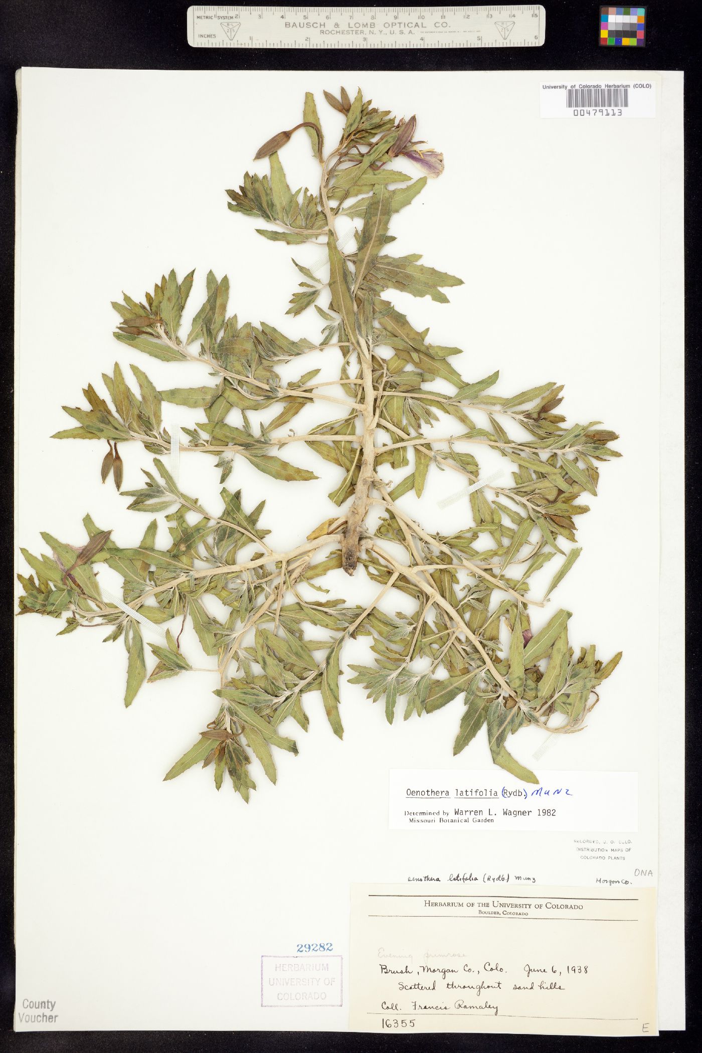 Oenothera latifolia image