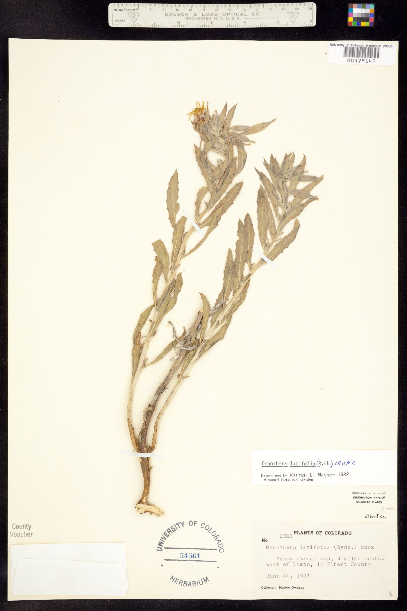 Oenothera latifolia image
