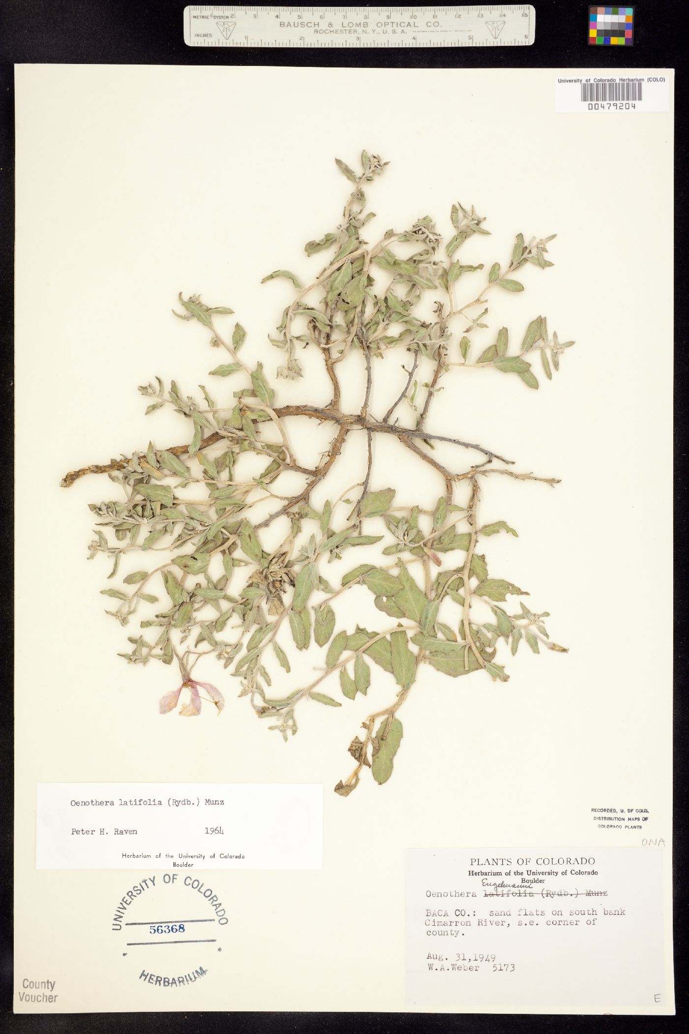 Oenothera pallida ssp. latifolia image