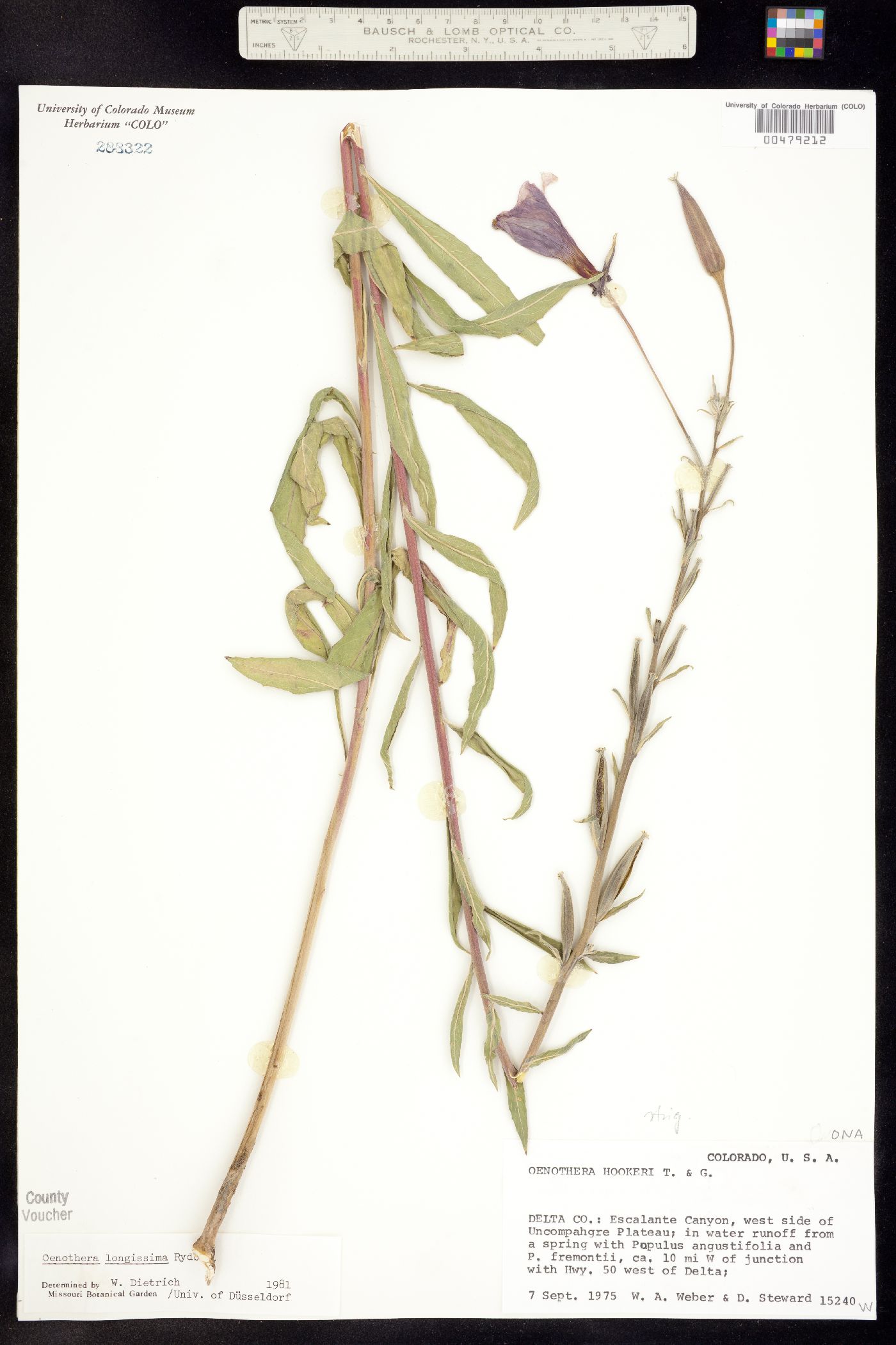 Oenothera longissima image