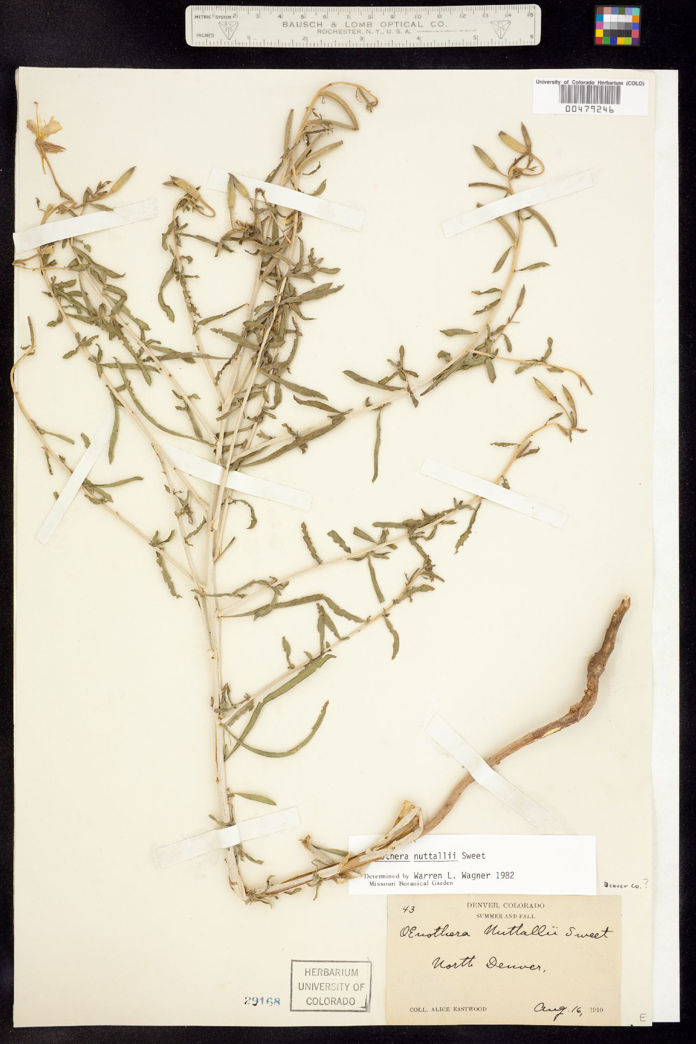 Oenothera nuttallii image