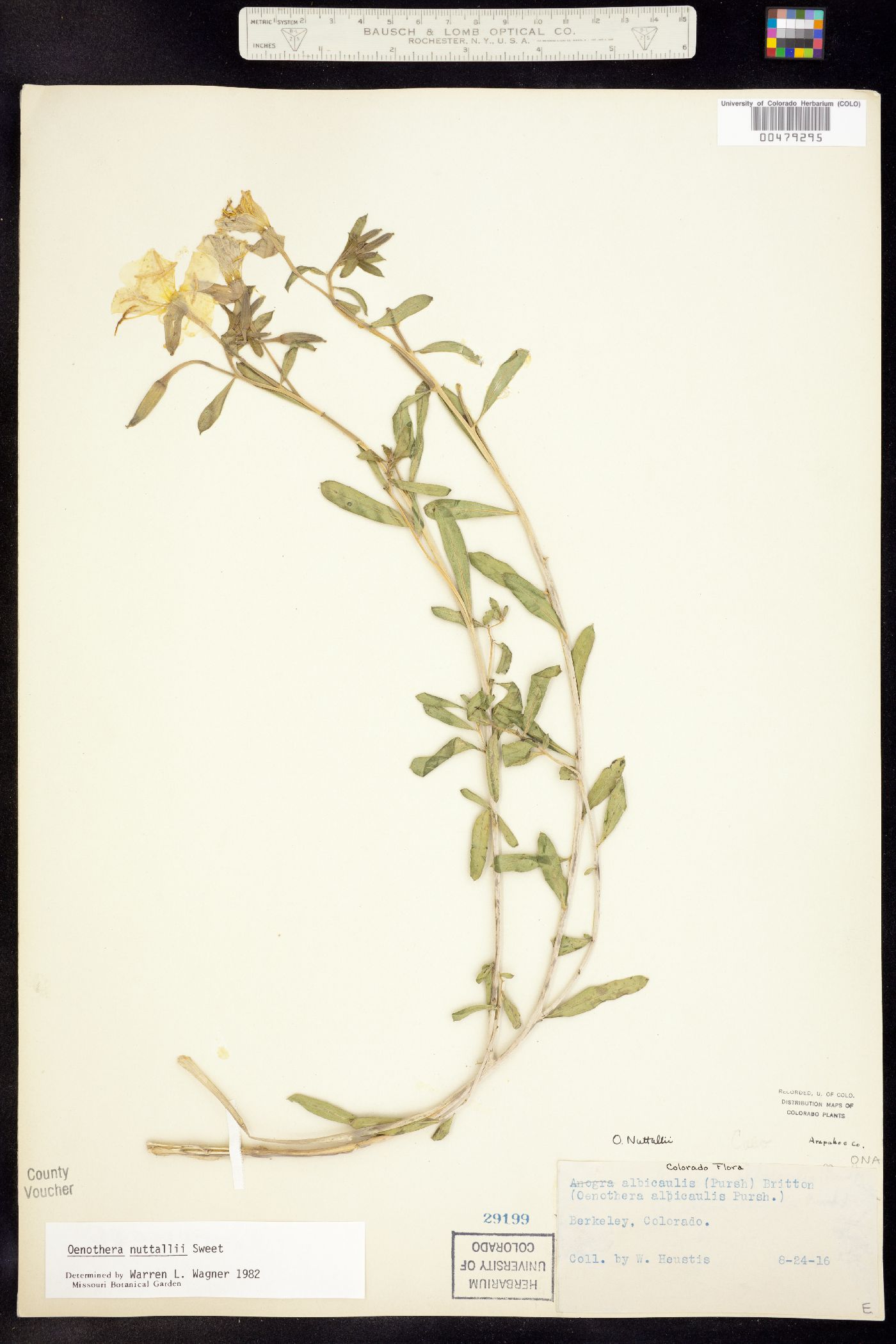 Oenothera nuttallii image