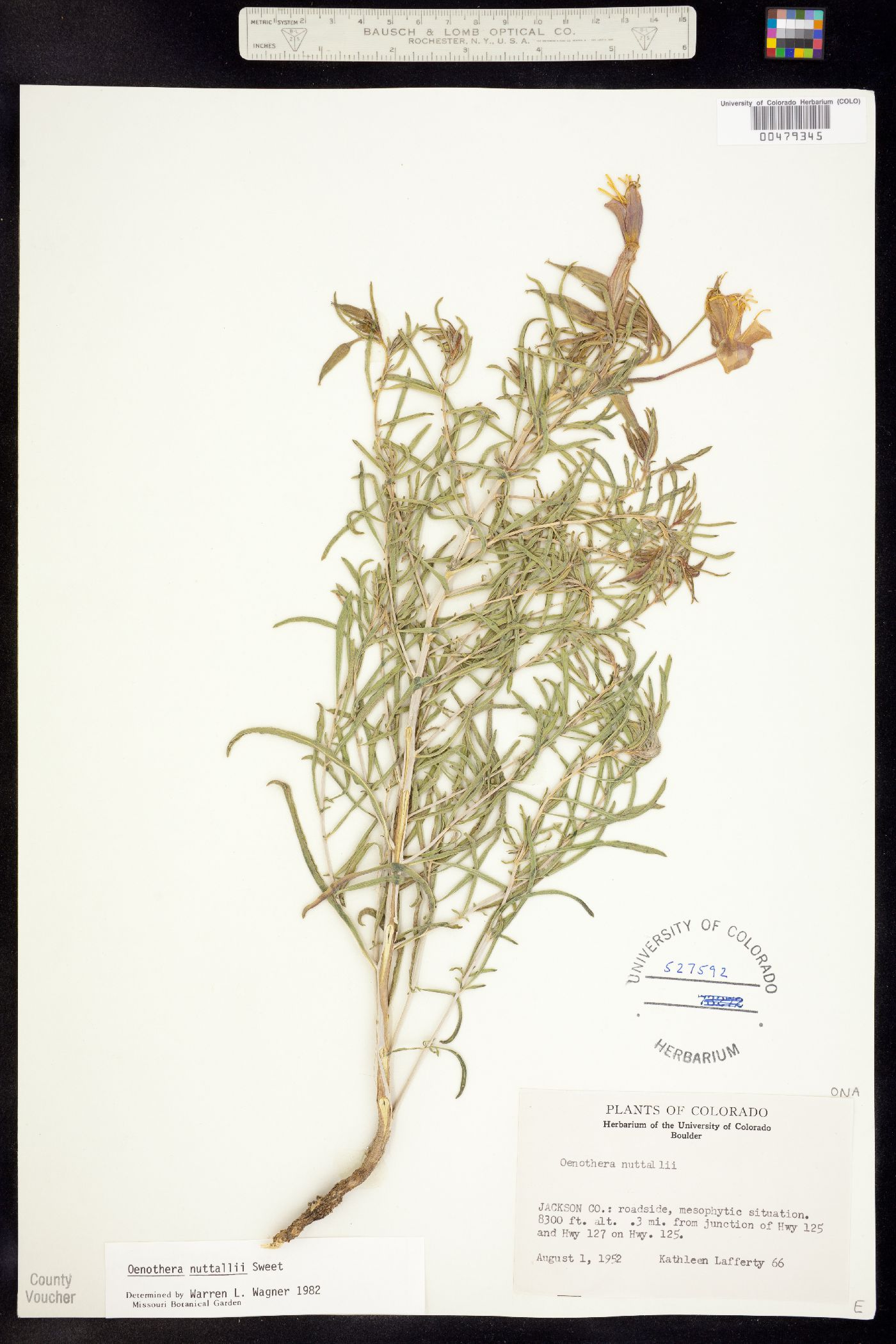 Oenothera nuttallii image