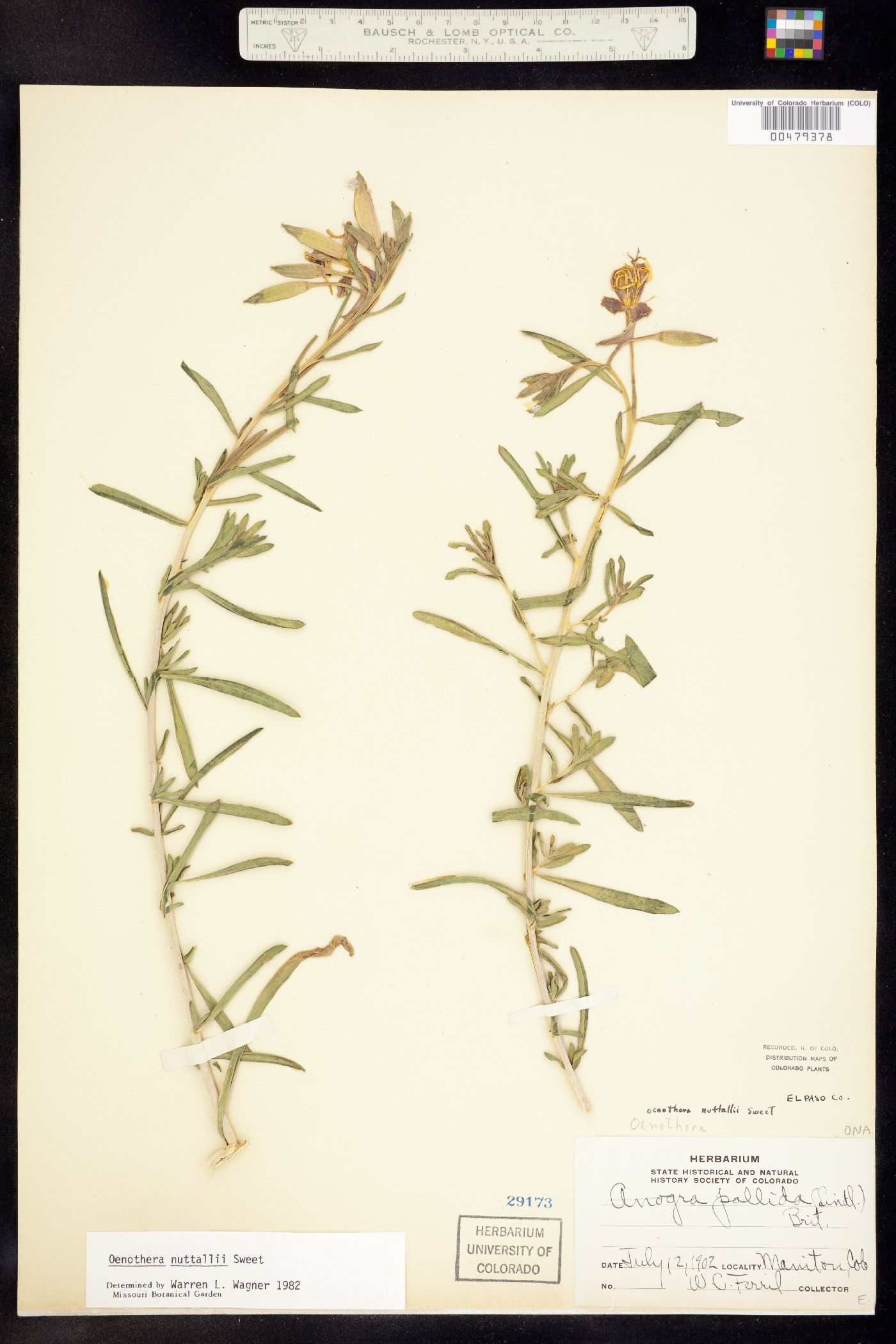 Oenothera nuttallii image