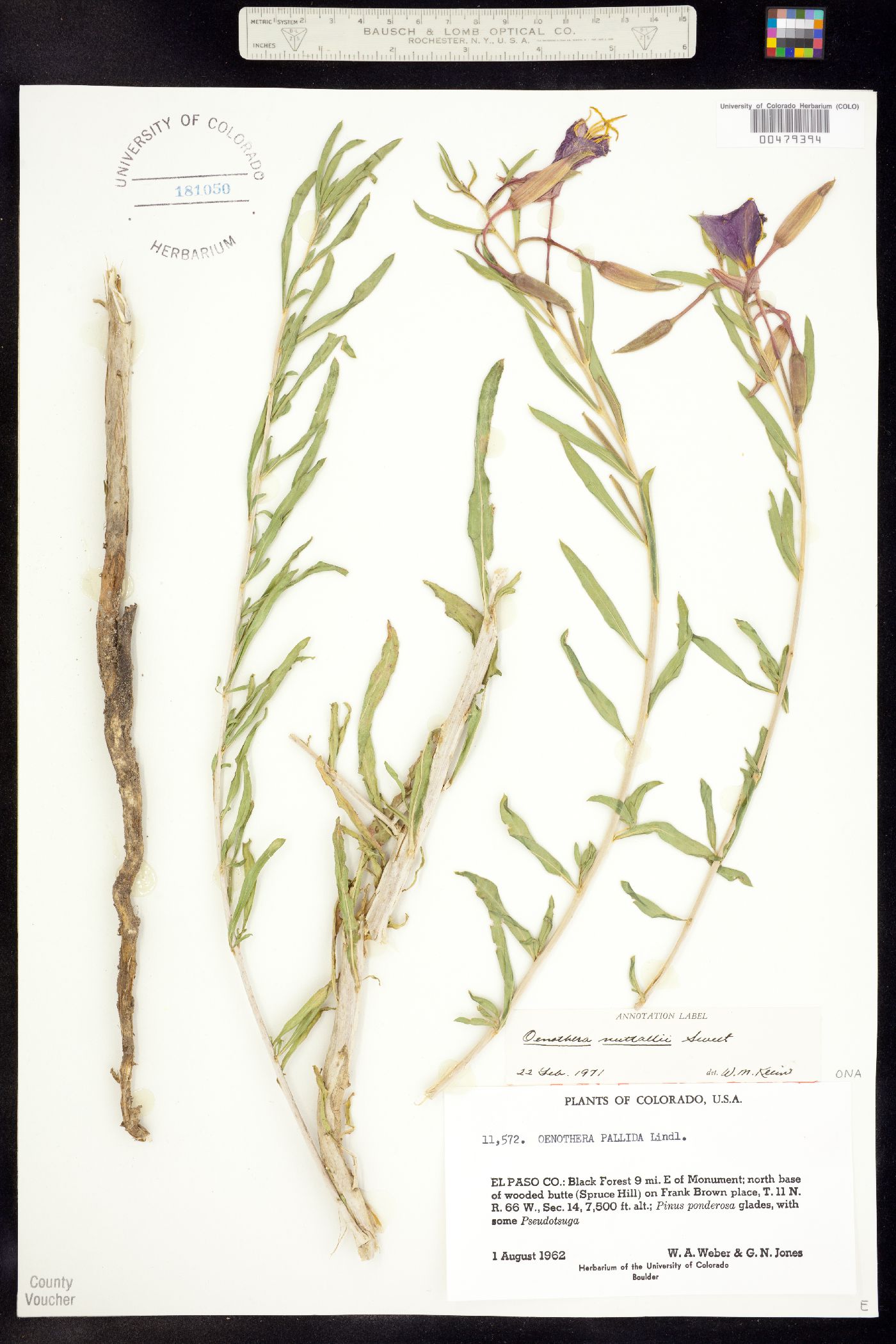 Oenothera nuttallii image