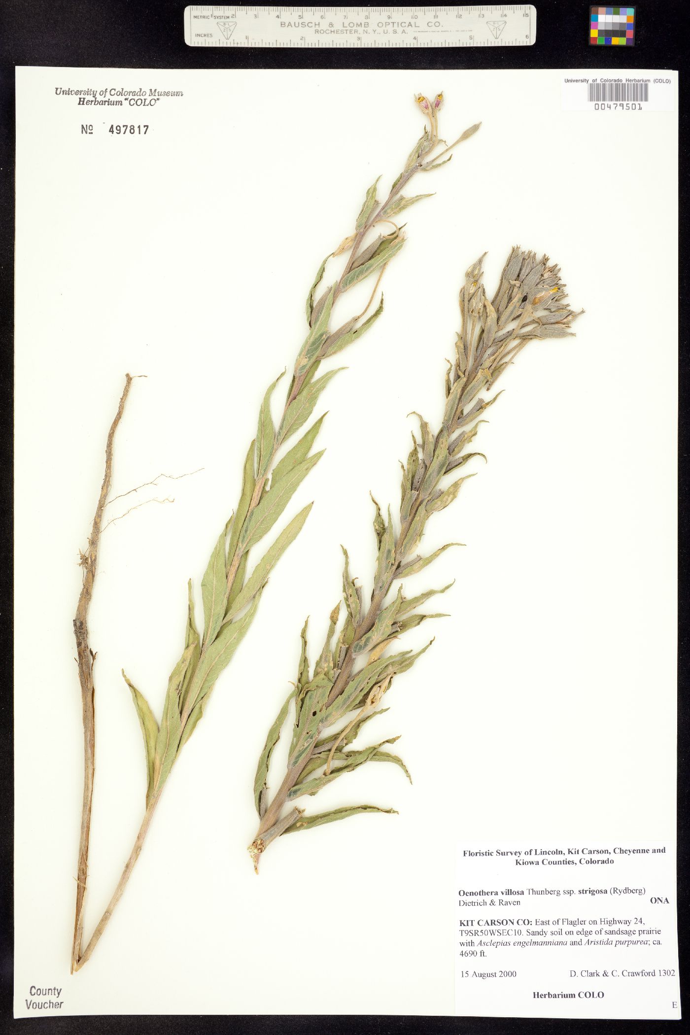 Oenothera villosa ssp. strigosa image