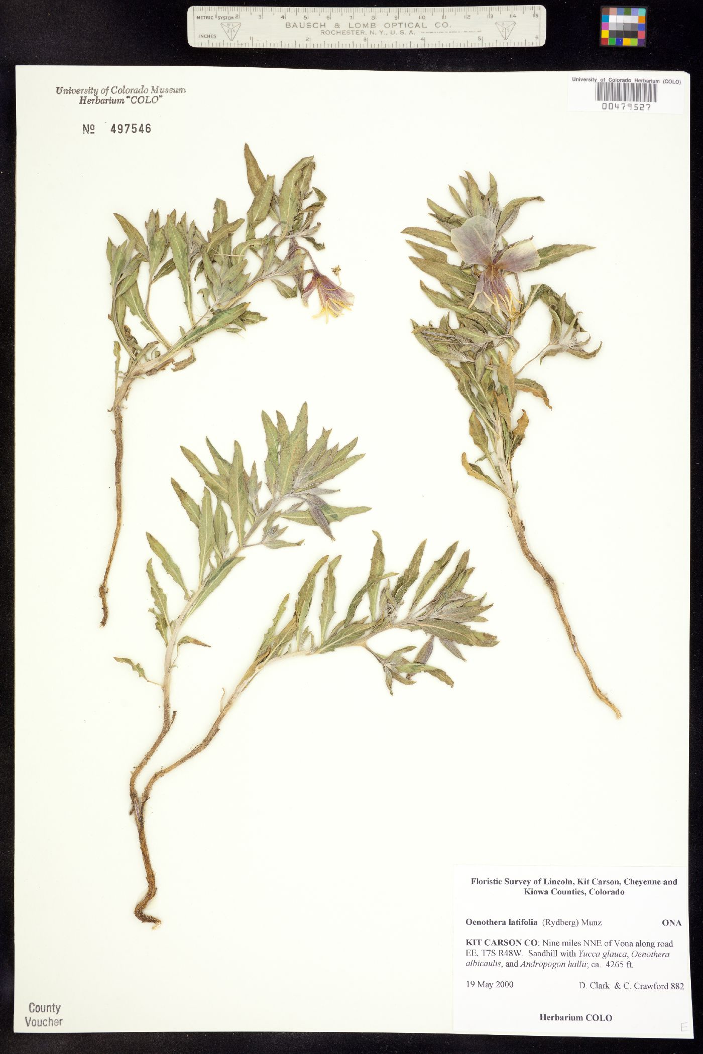 Oenothera pallida image