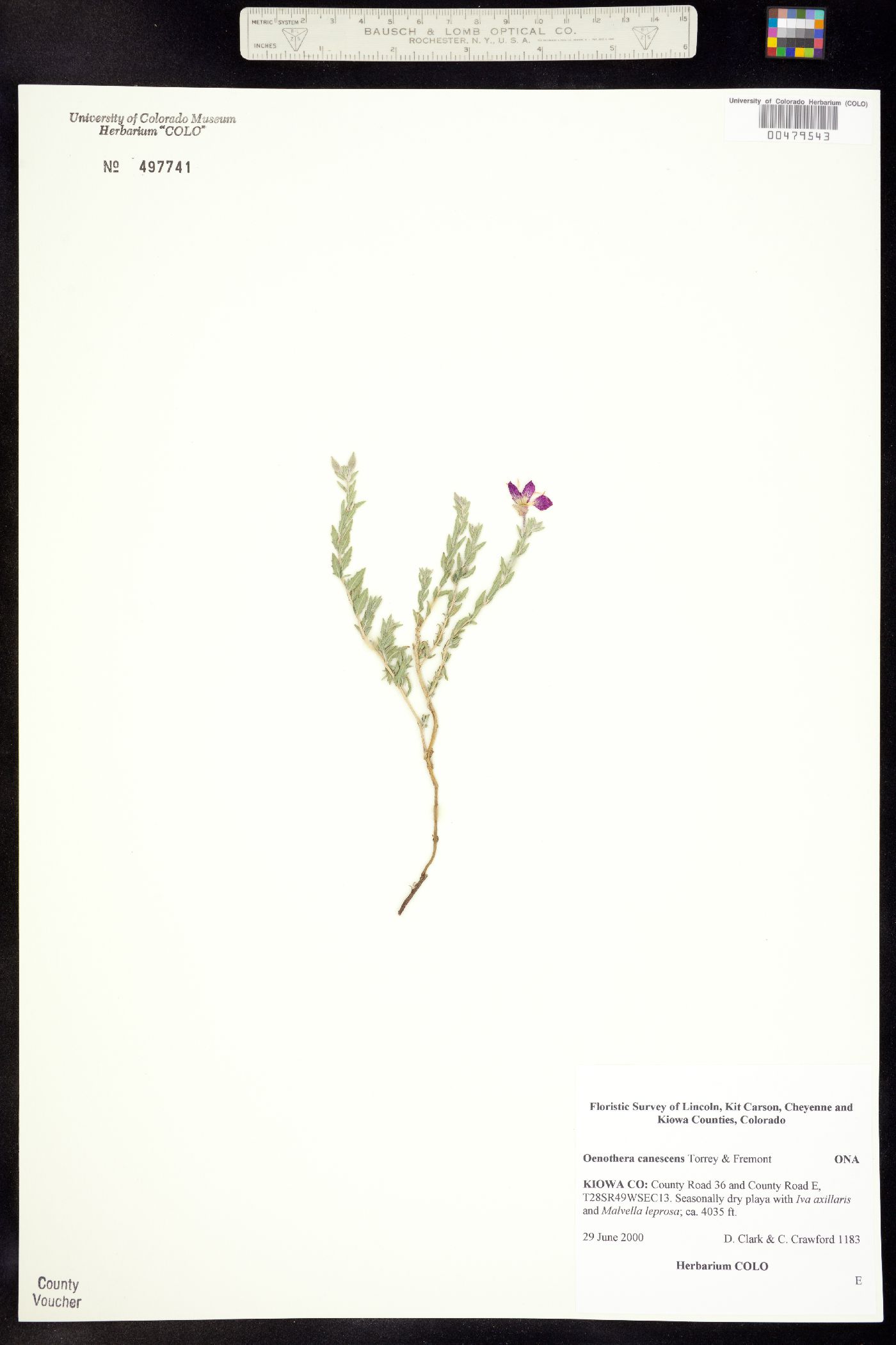 Oenothera canescens image