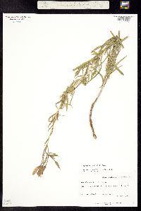 Oenothera nuttallii image