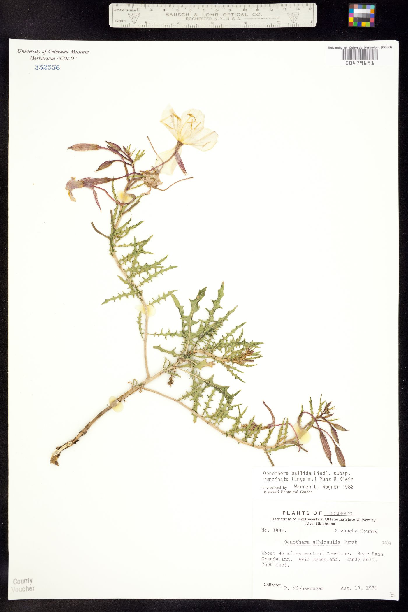 Oenothera pallida subsp. runcinata image