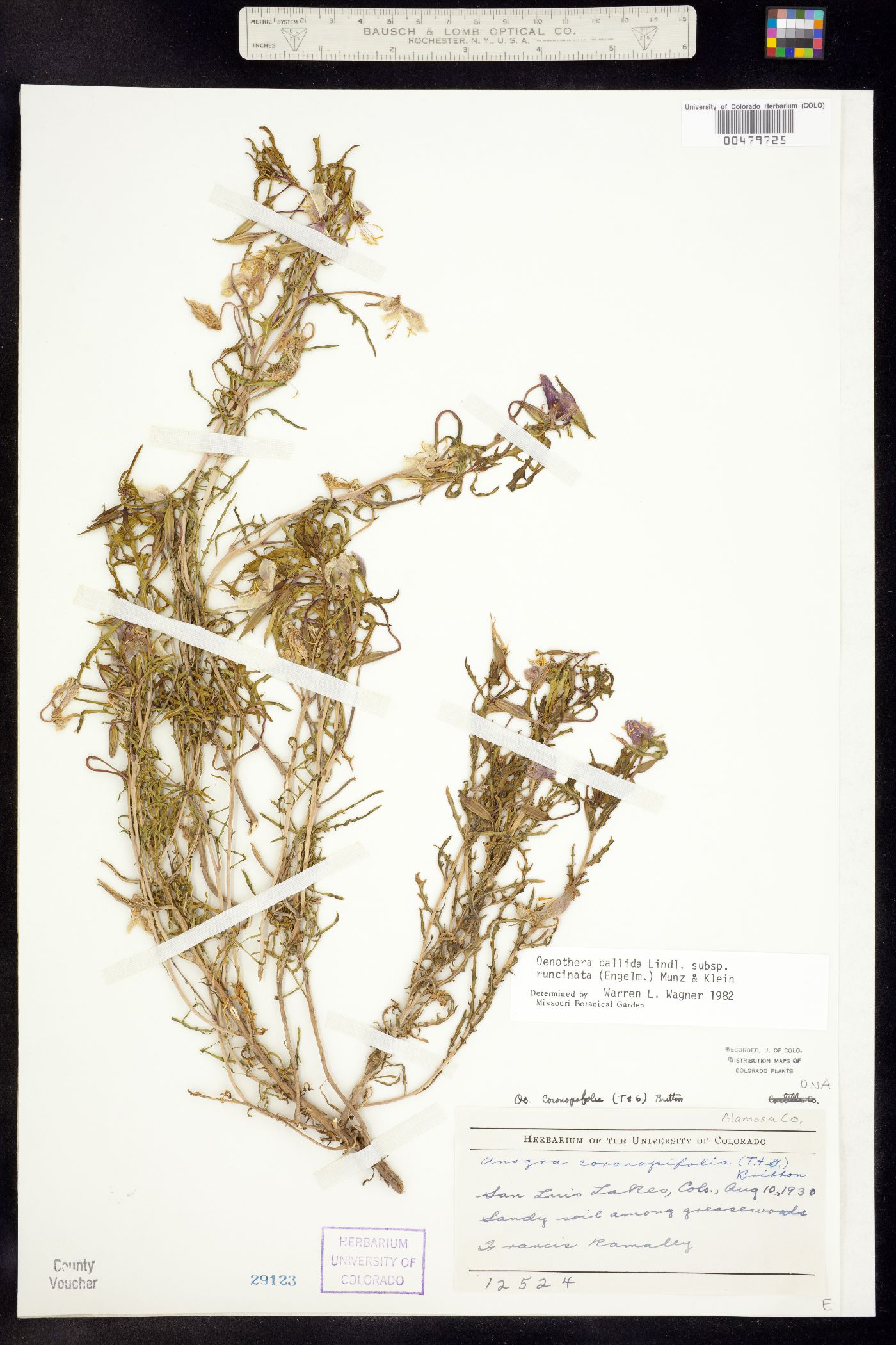 Oenothera pallida ssp. runcinata image